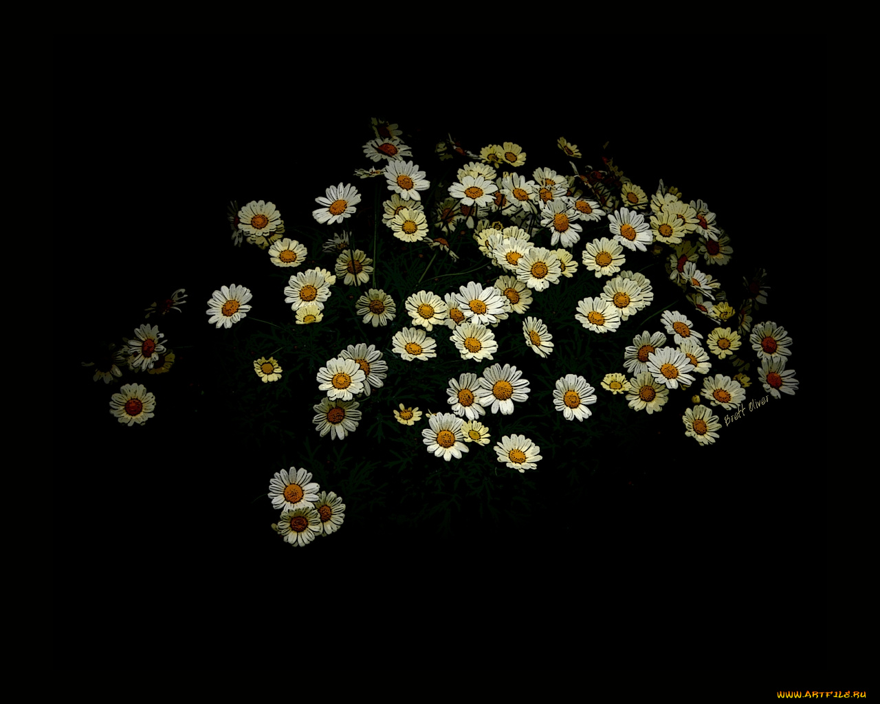 цветы, ромашки