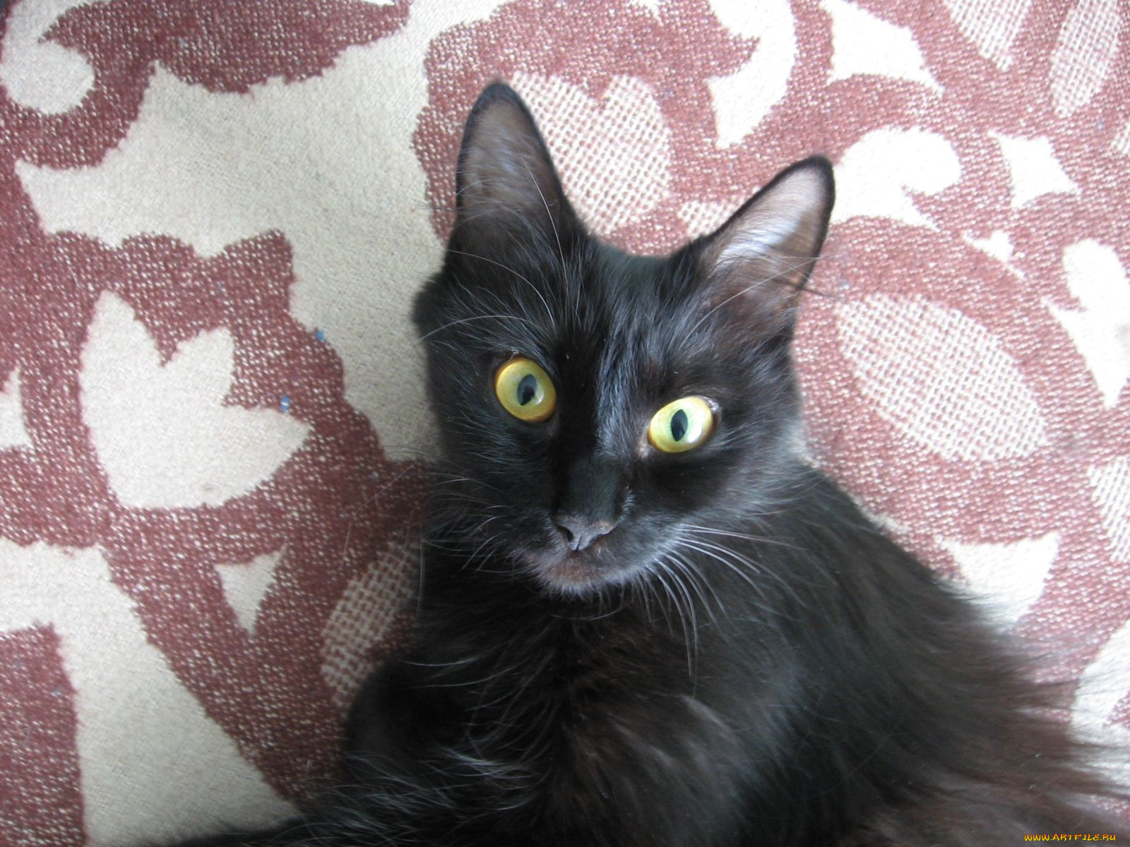 животные, коты