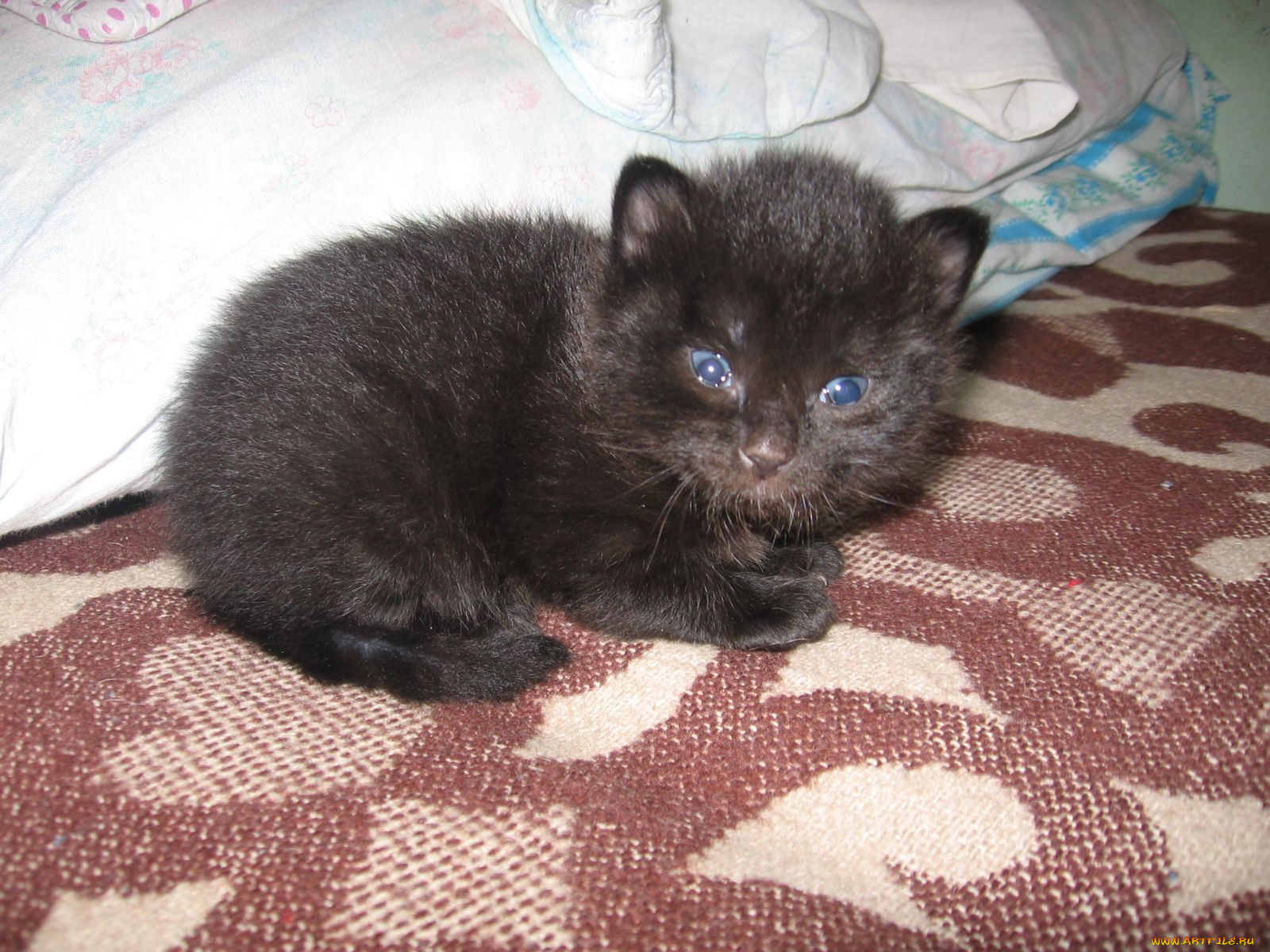 животные, коты