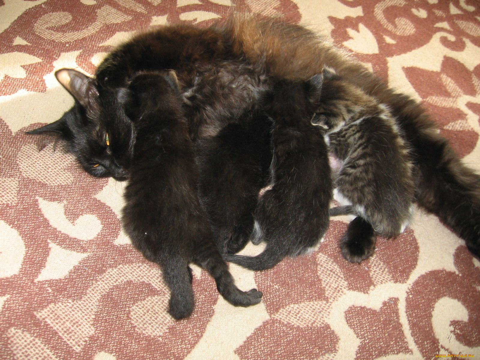 животные, коты