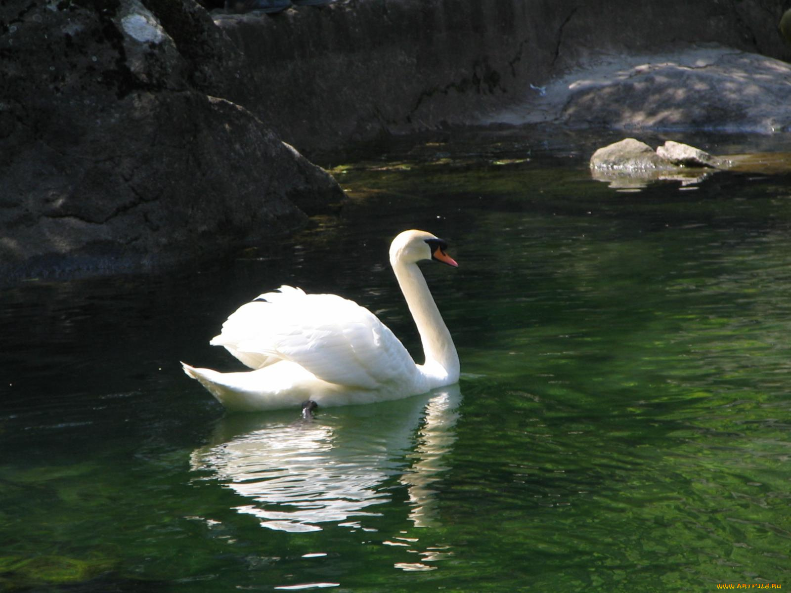 животные, лебеди