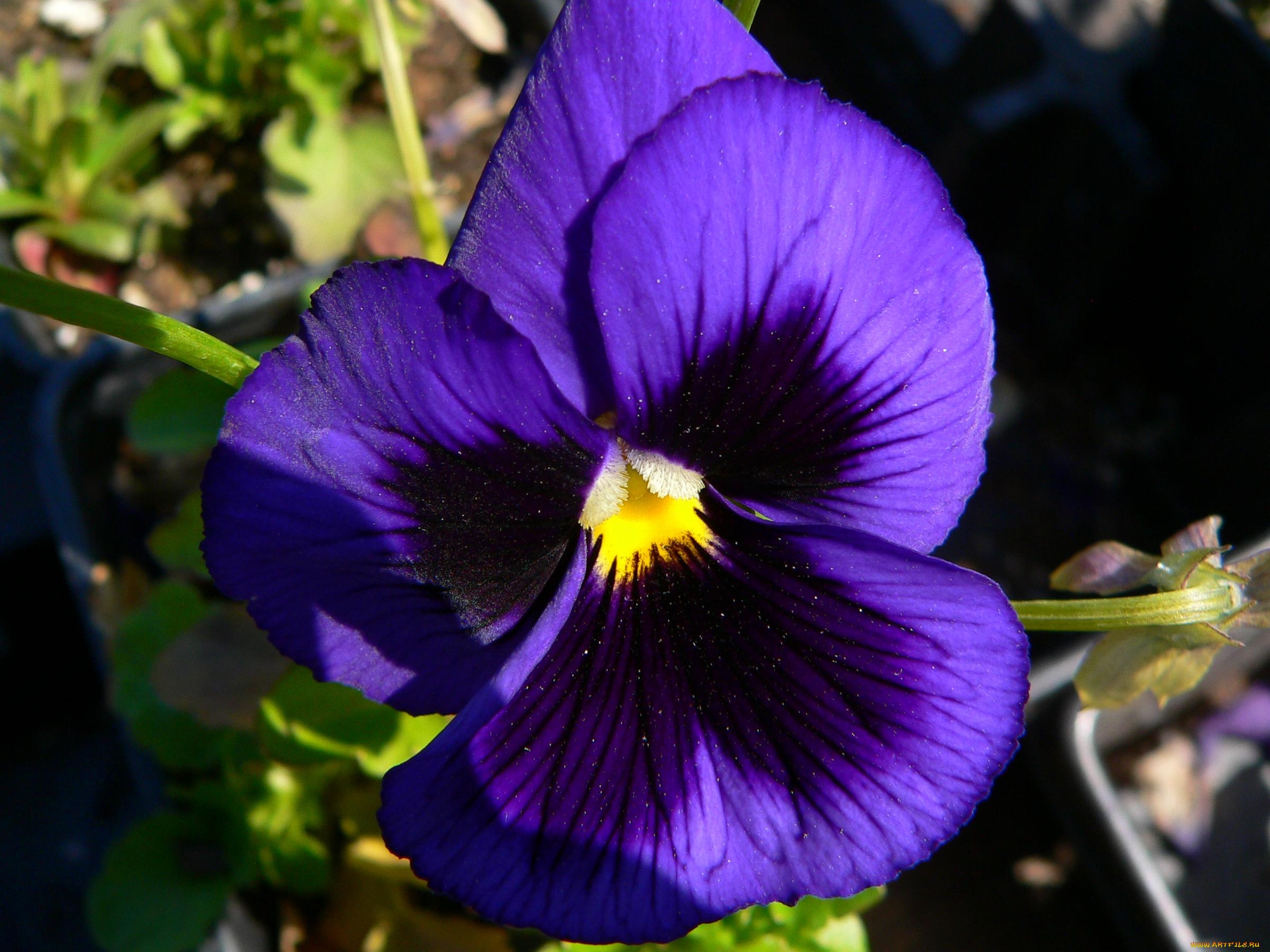 цветы, анютины, глазки, садовые, фиалки