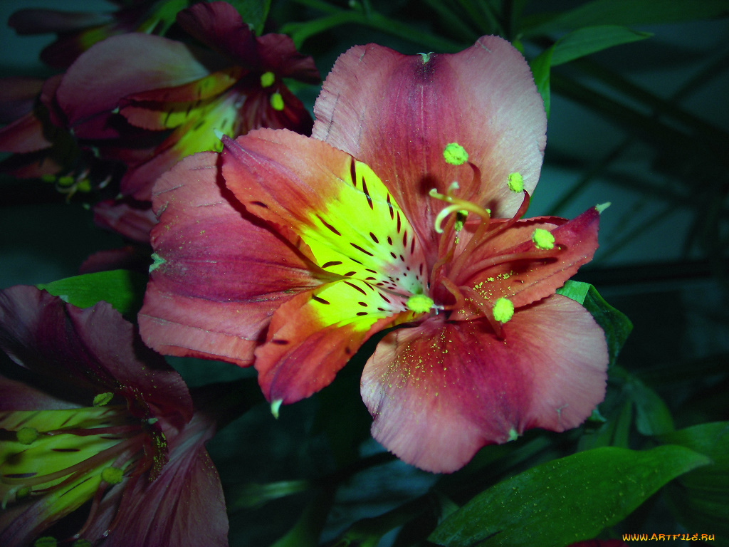 цветы, альстромерия