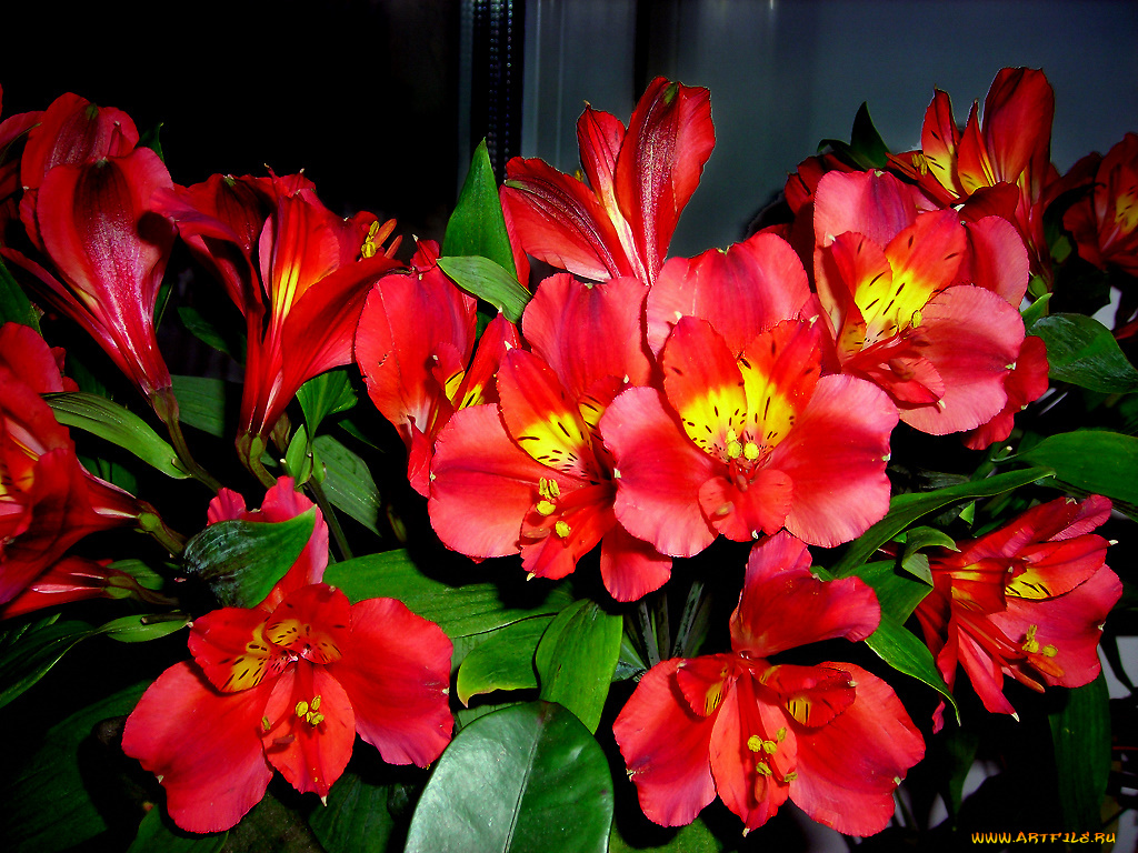 цветы, альстромерия