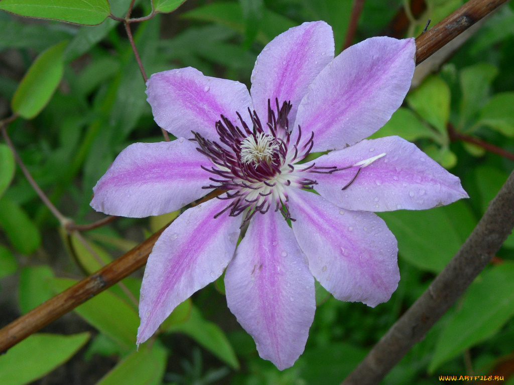 цветы, клематис, ломонос