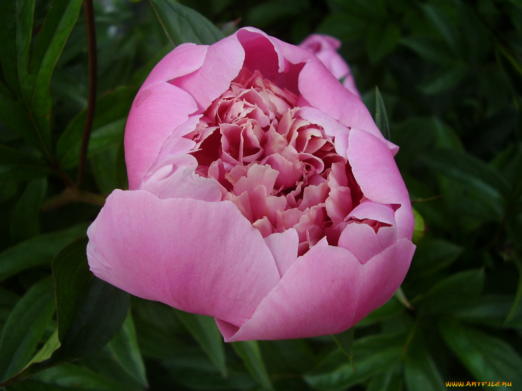 цветы, пионы