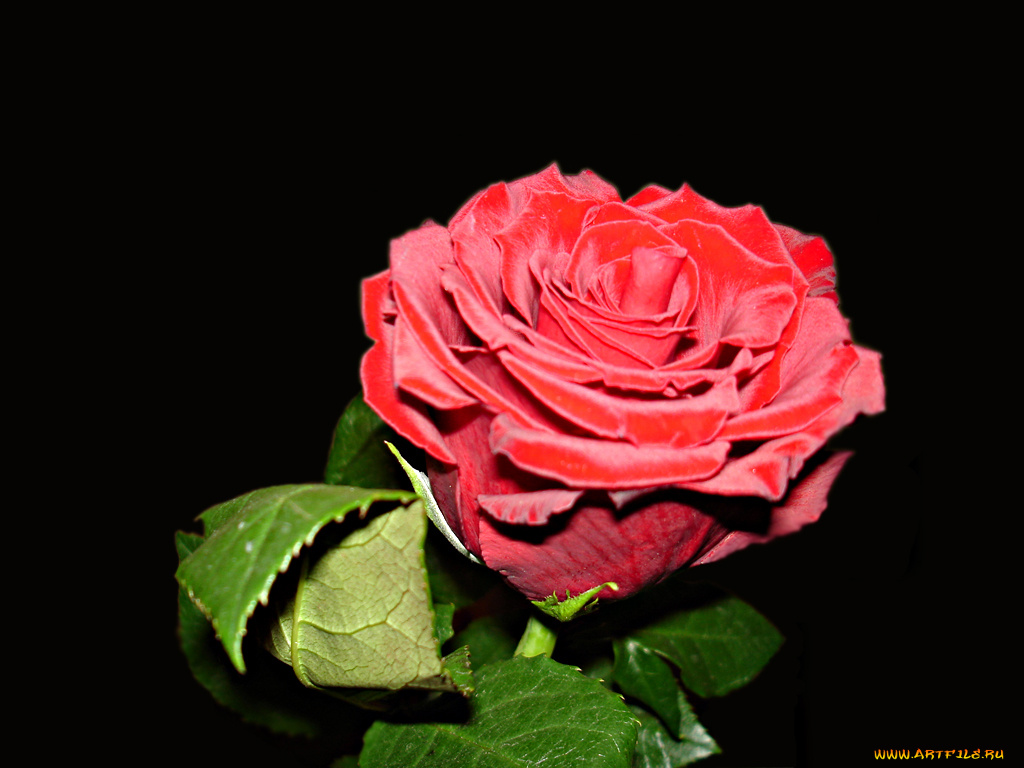 цветы, розы