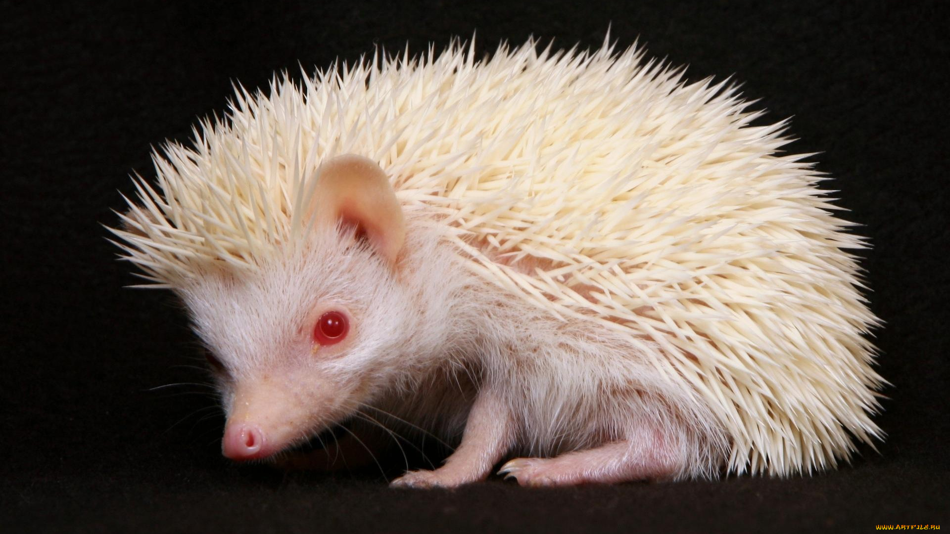животные, ежи