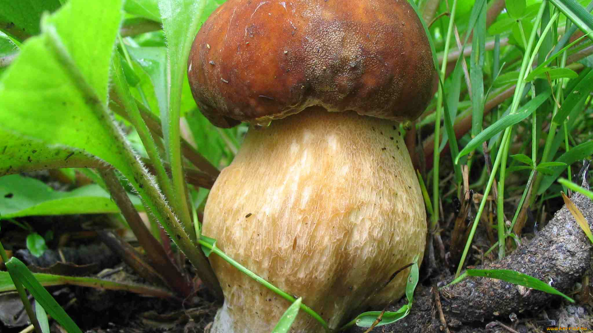 природа, грибы