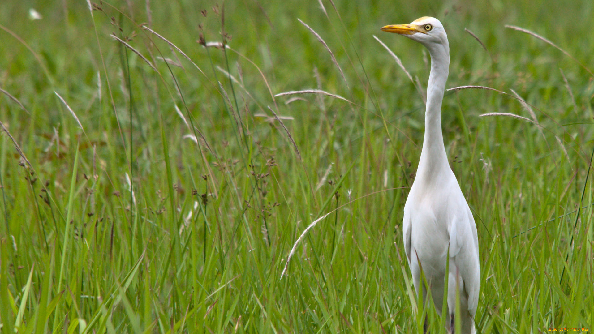 животные, цапли