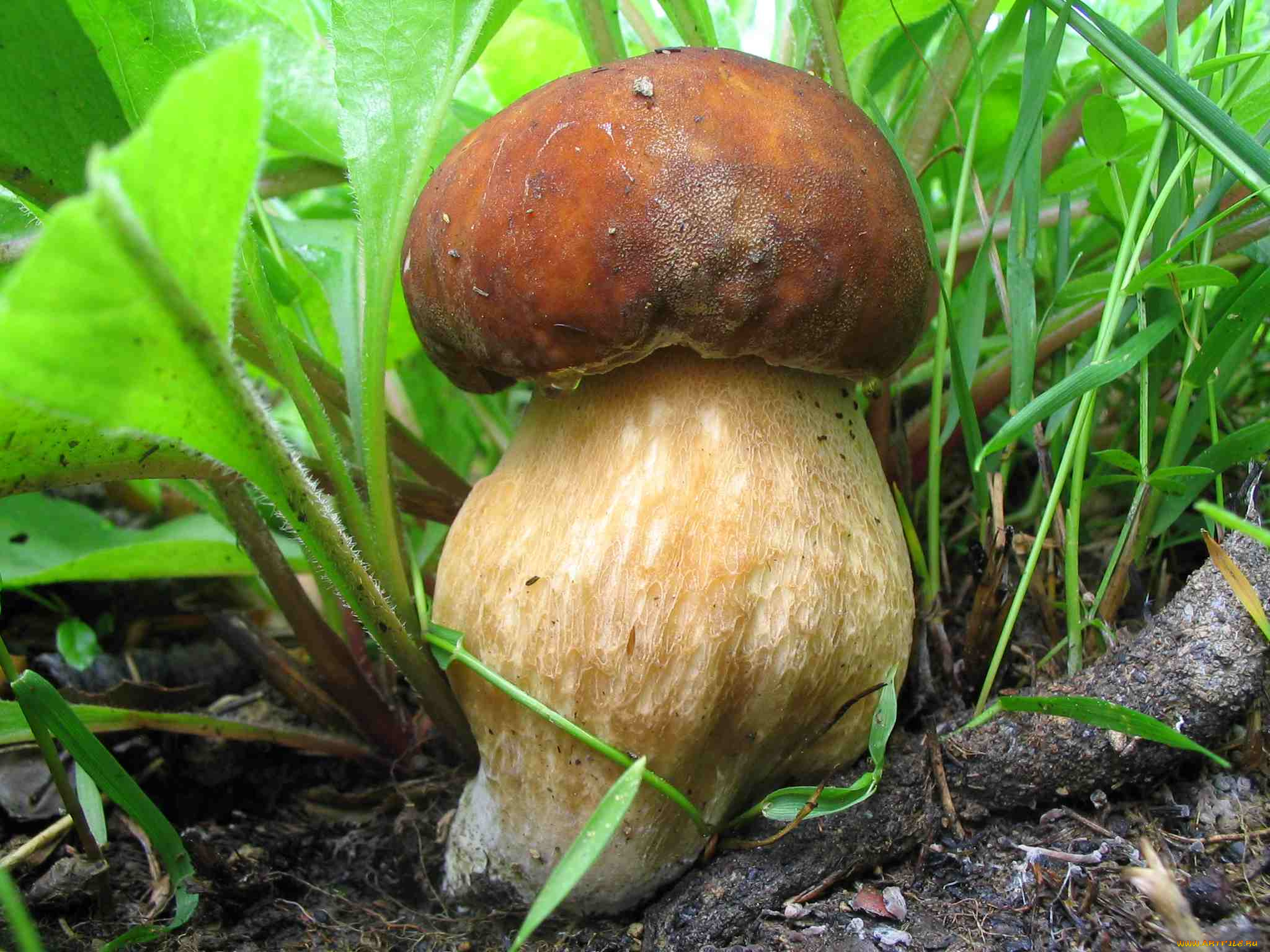 природа, грибы