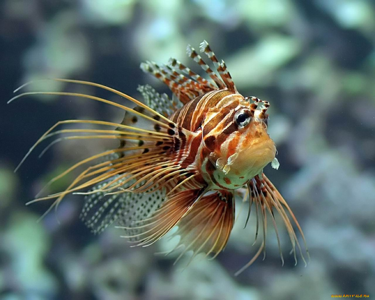 животные, рыбы