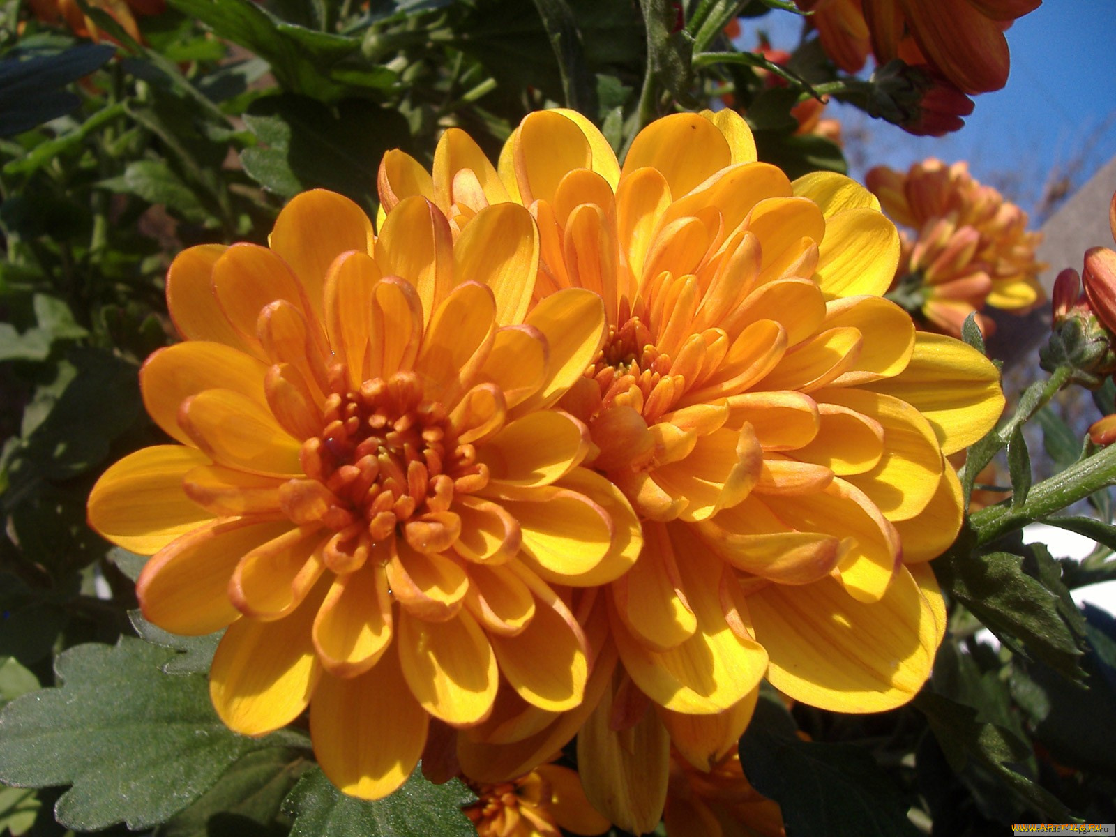 цветы, хризантемы