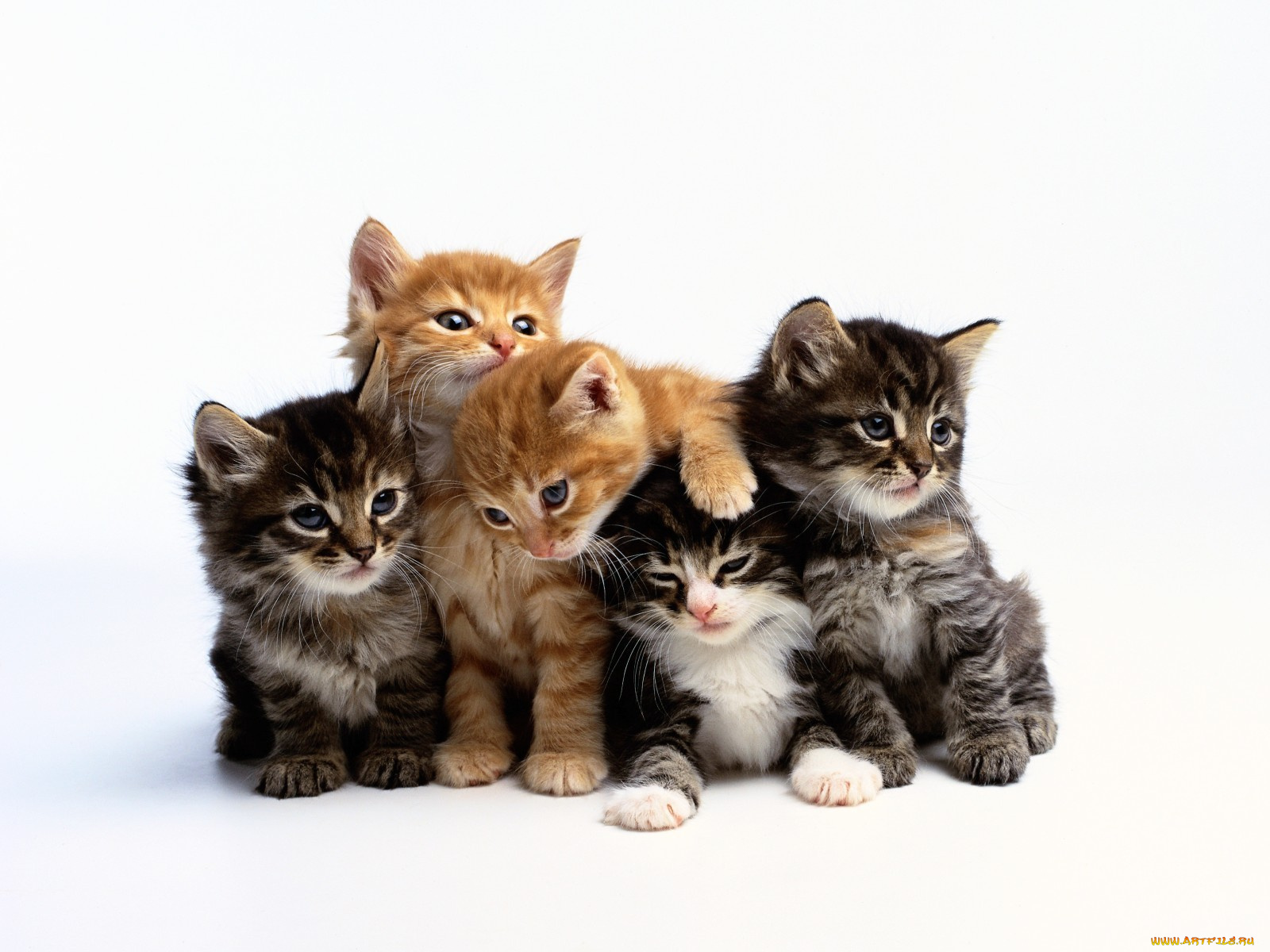 животные, коты