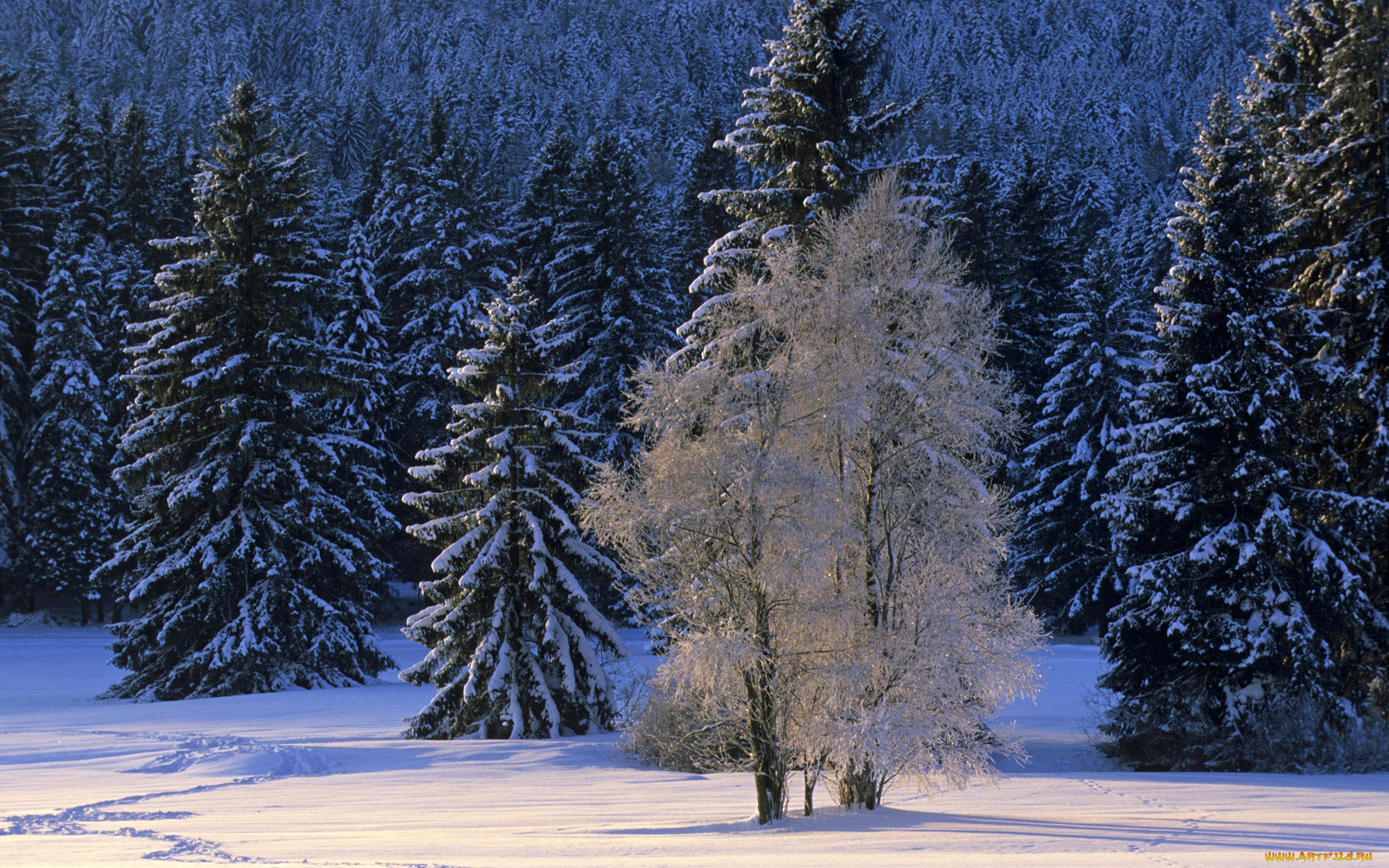 природа, зима