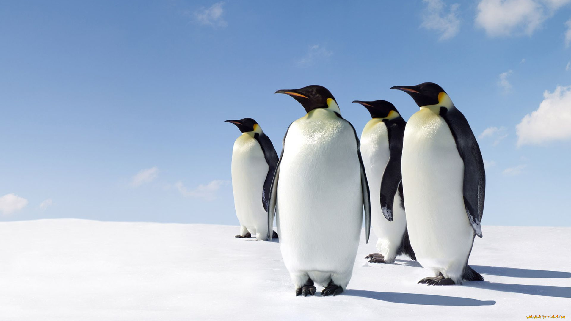 животные, пингвины