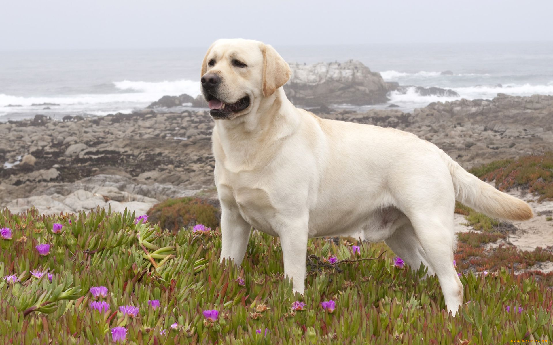 животные, собаки