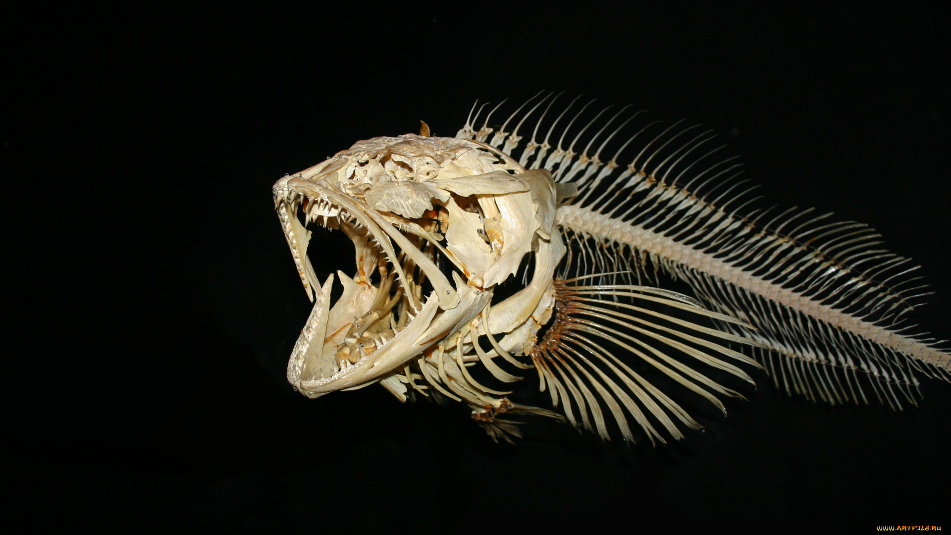 разное, кости, рентген, fishing, skellet, museum, fish