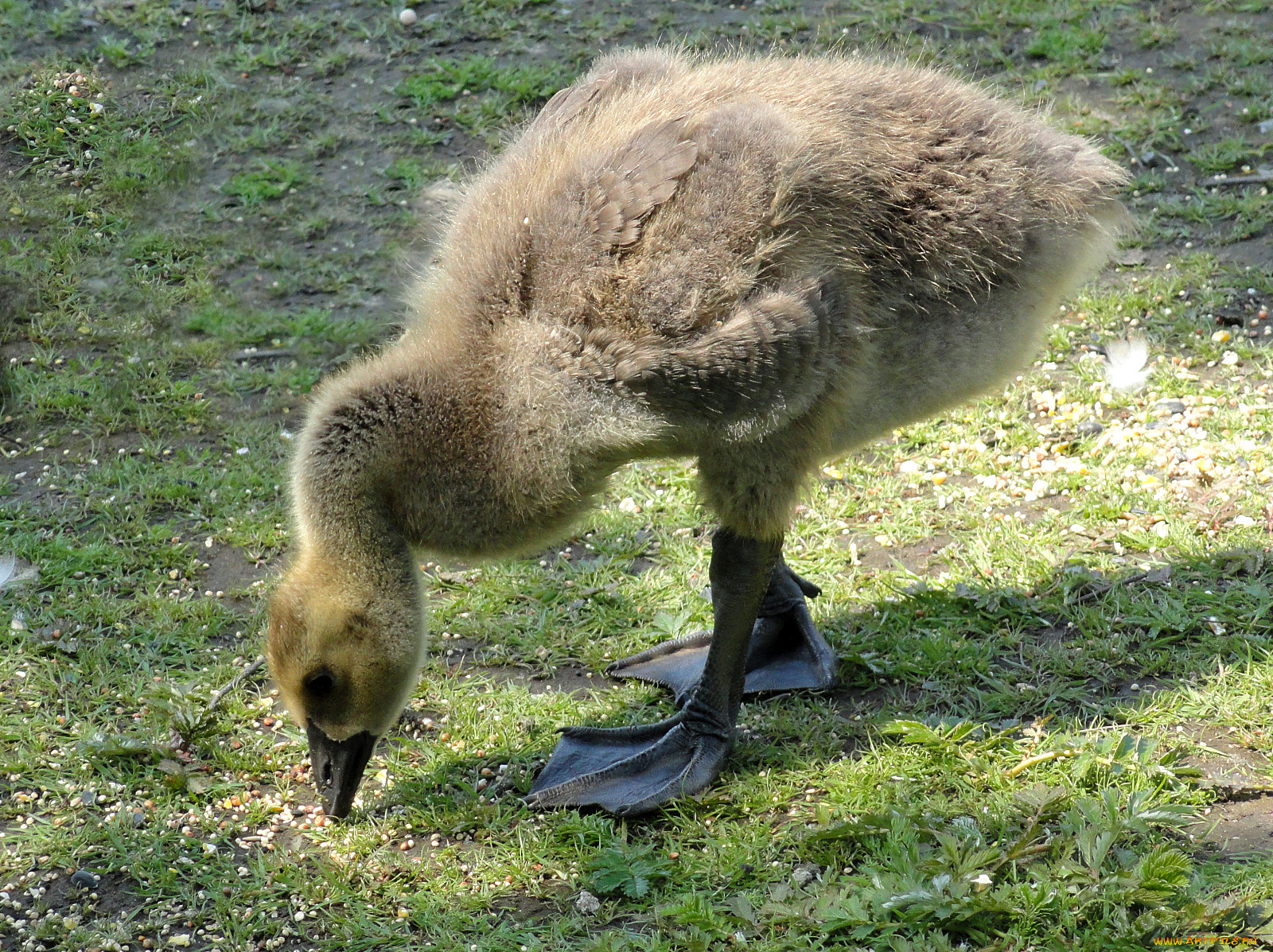 животные, гуси, гусь