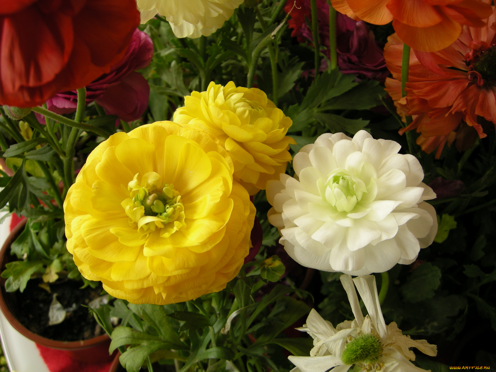 цветы, ранункулюс, азиатский, лютик, лепестки