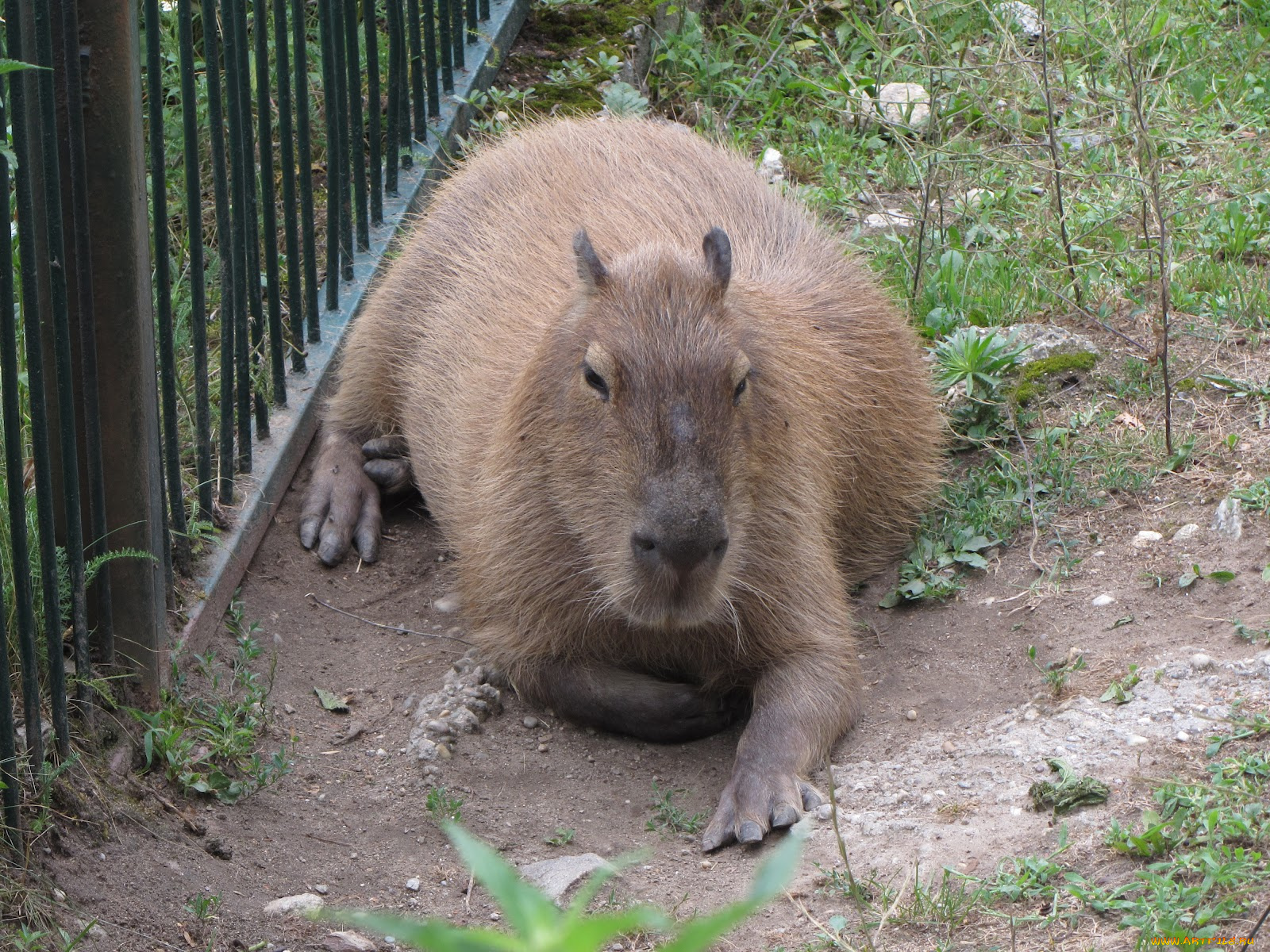 животные, капибары, капибара