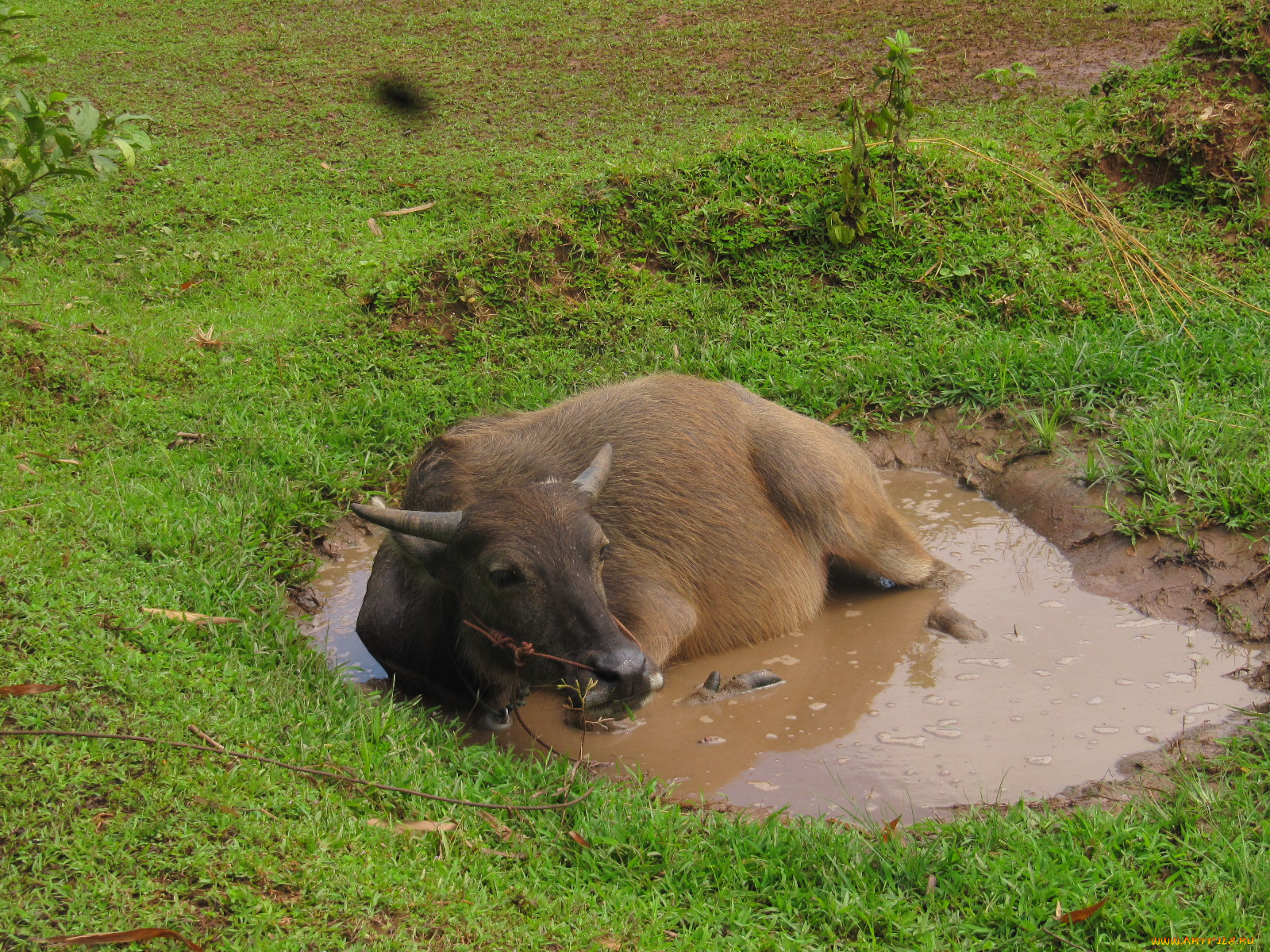 животные, коровы, буйволы, корова