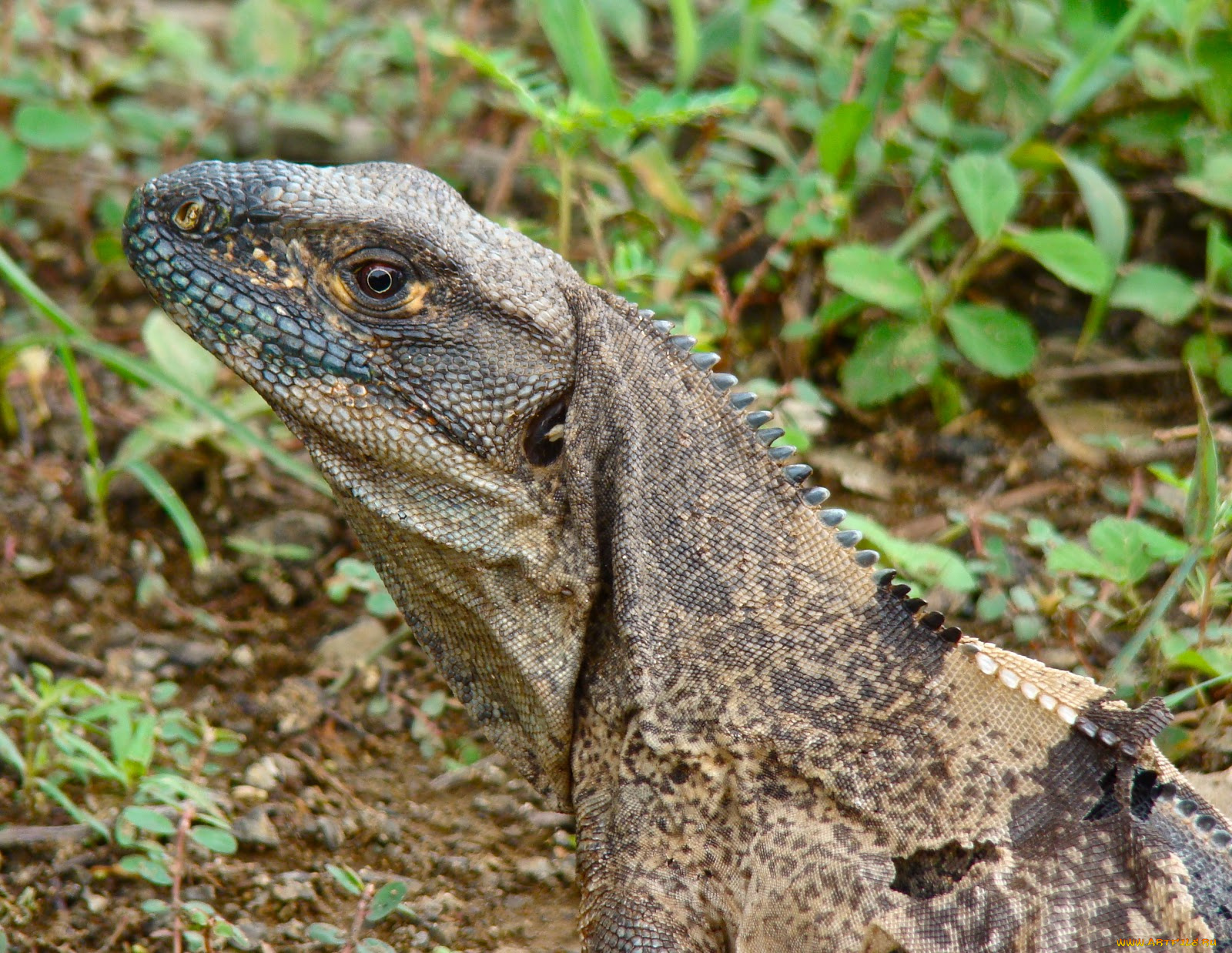 животные, Ящерицы, игуаны, вараны, ящерица