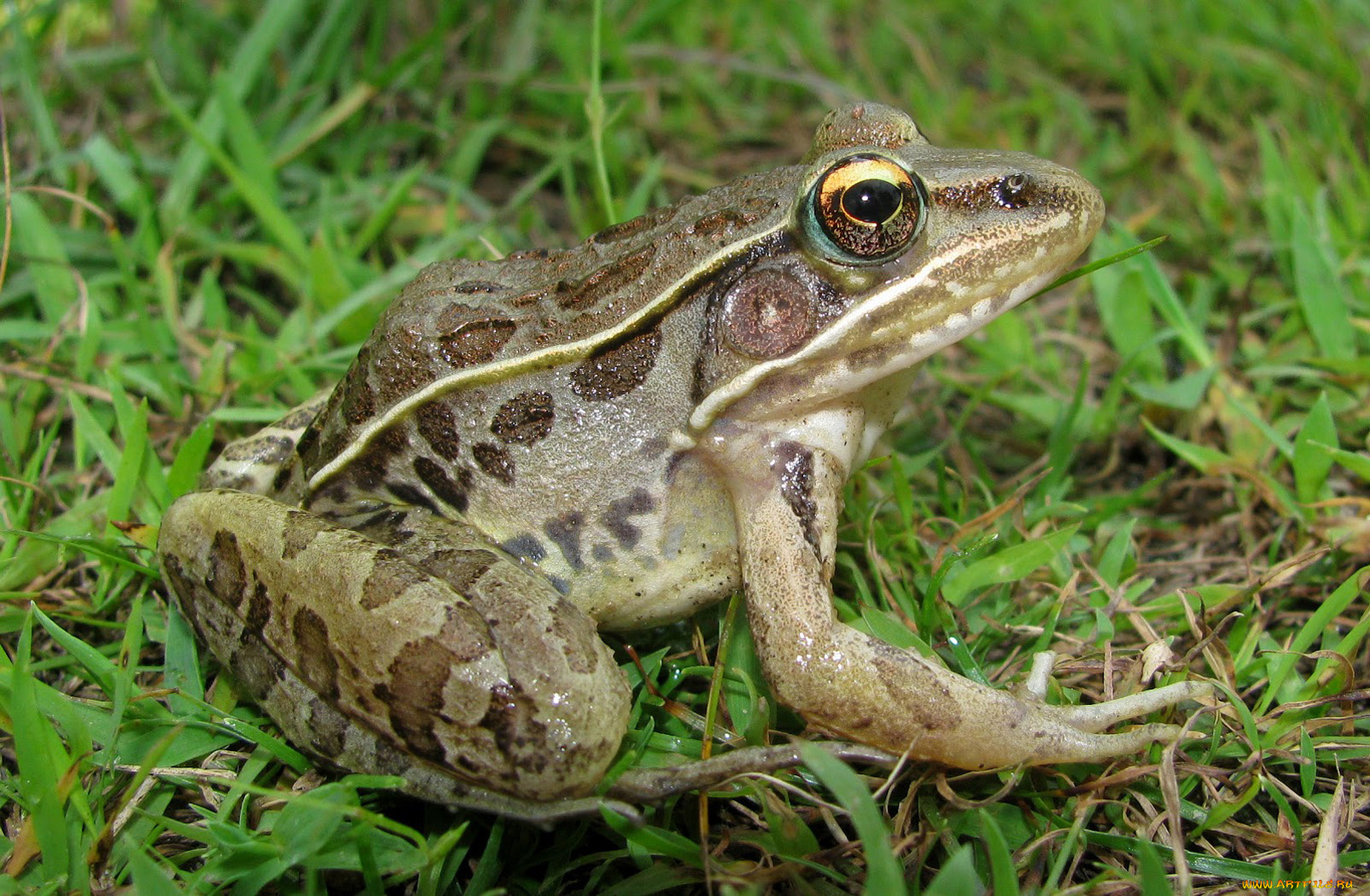 животные, лягушки, лягушка
