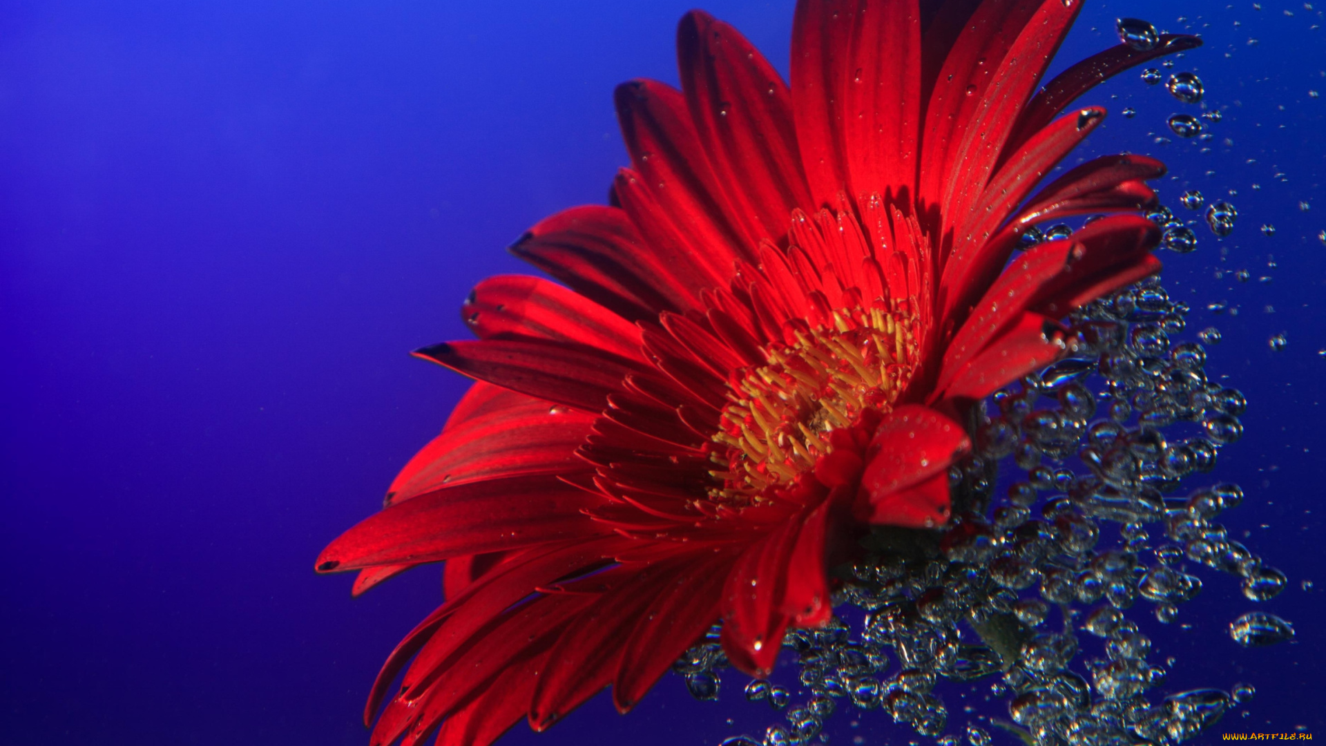 цветы, герберы, красный, вода, макро