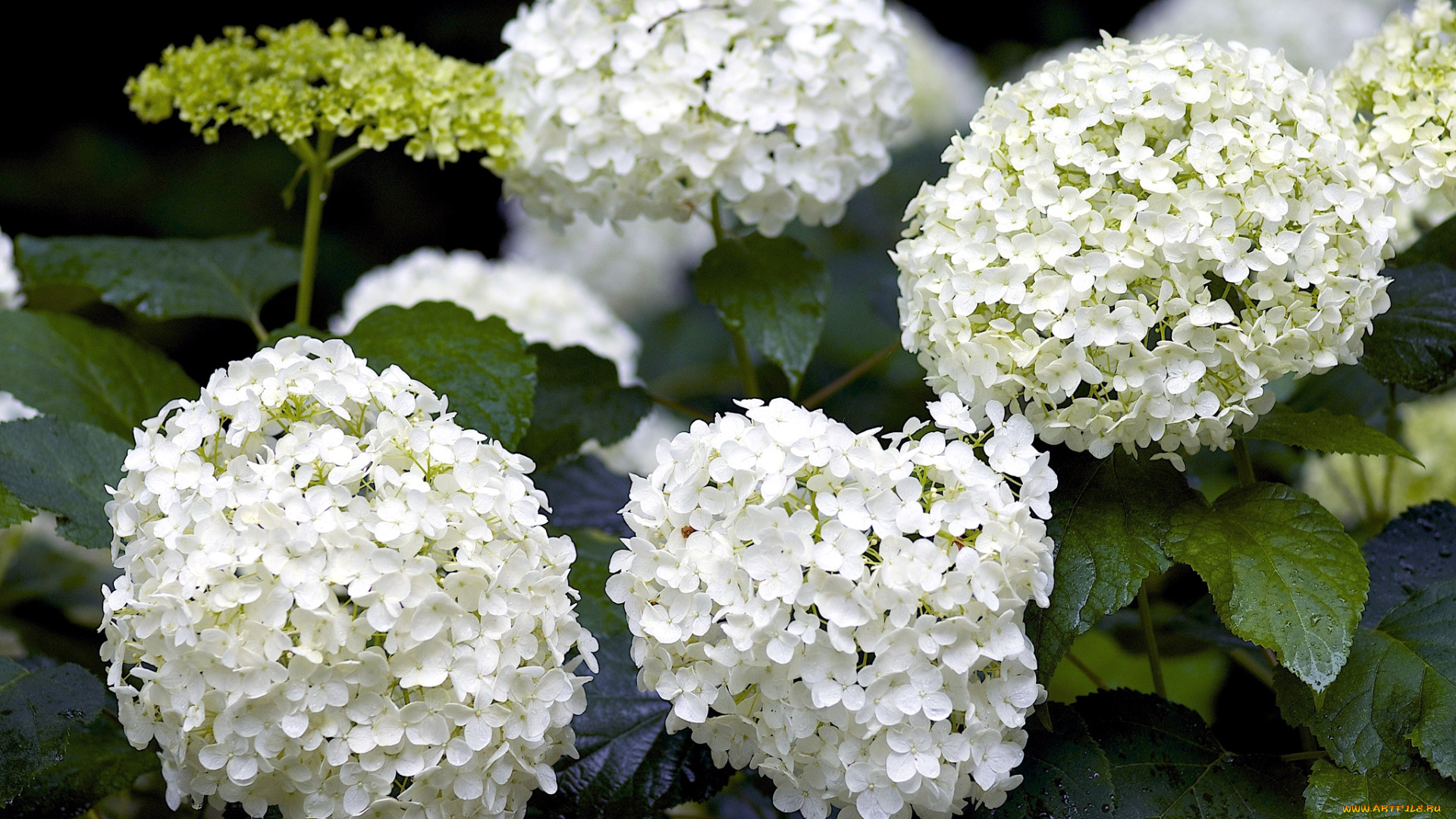 цветы, гортензия, шары, белый