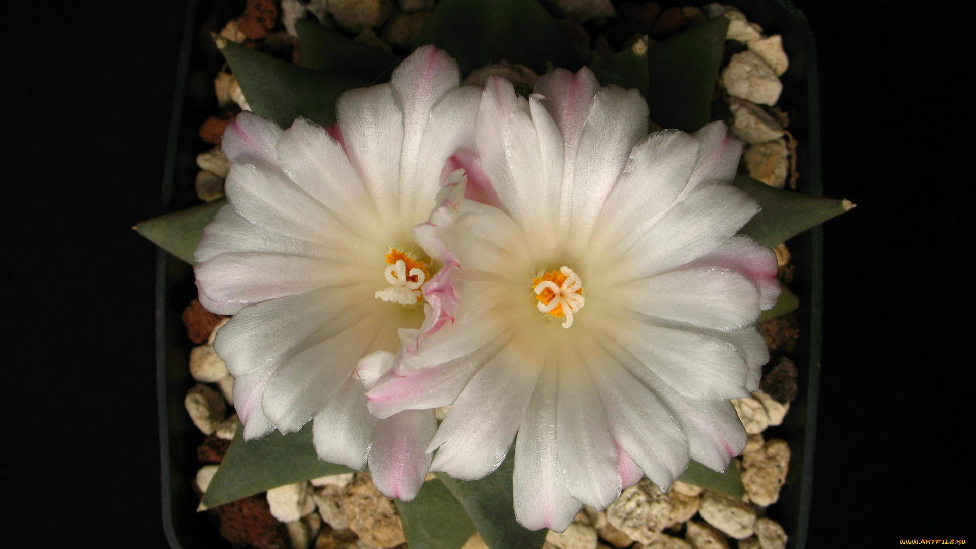 цветы, кактусы, белый