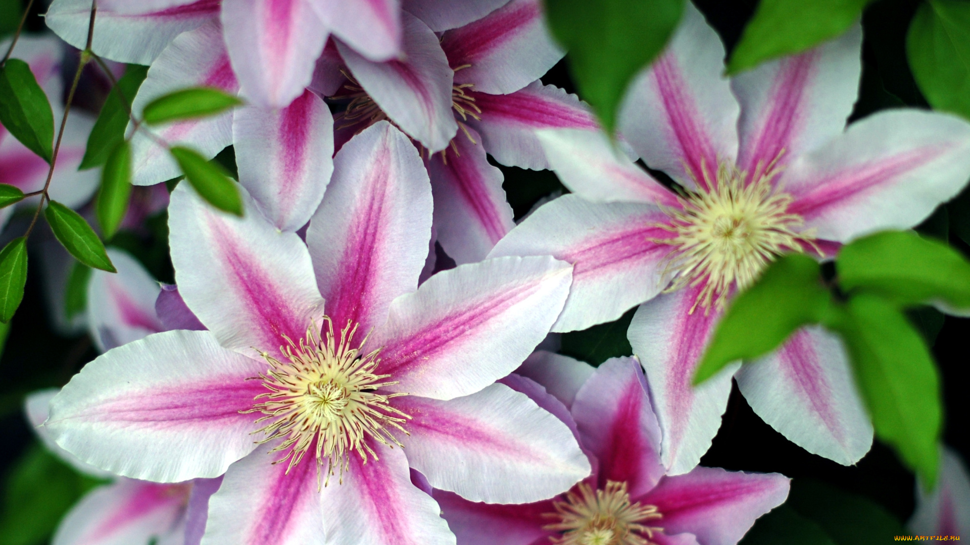 цветы, клематис, ломонос, лепестки, розовый