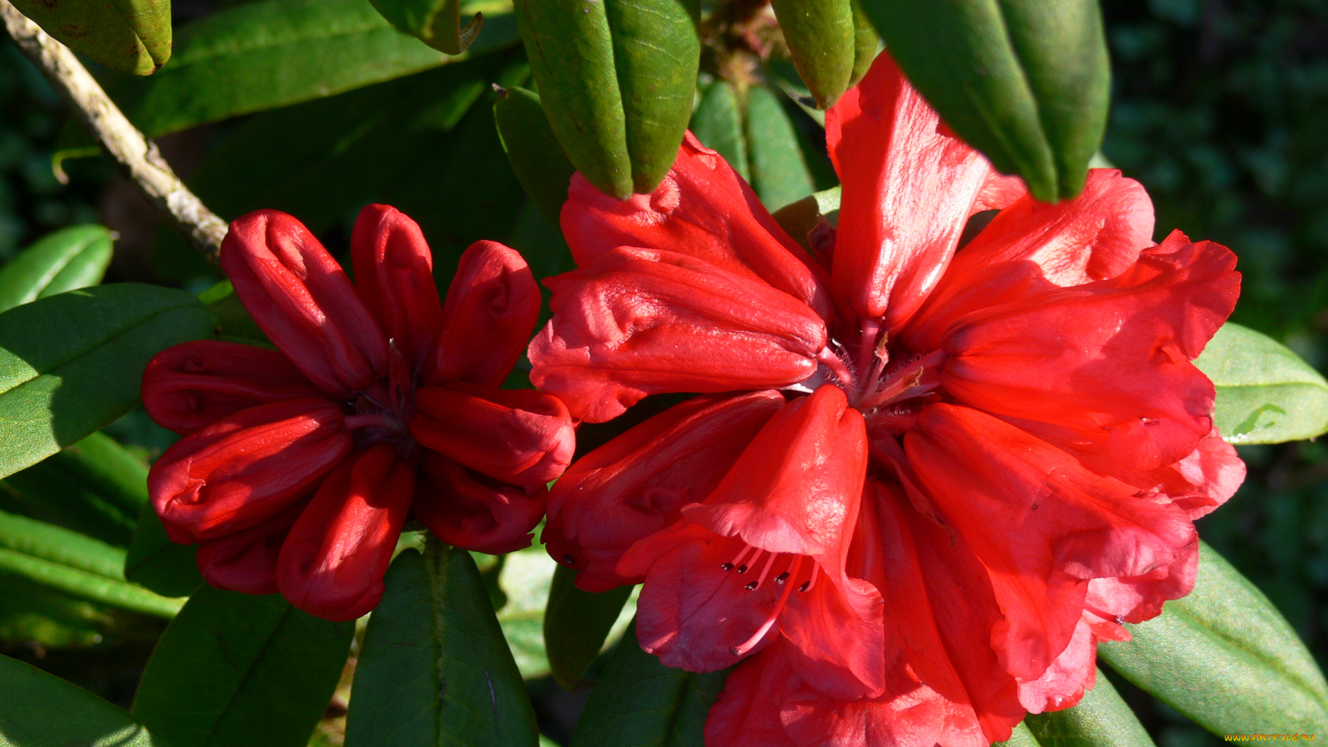 цветы, рододендроны, азалии, лепестки