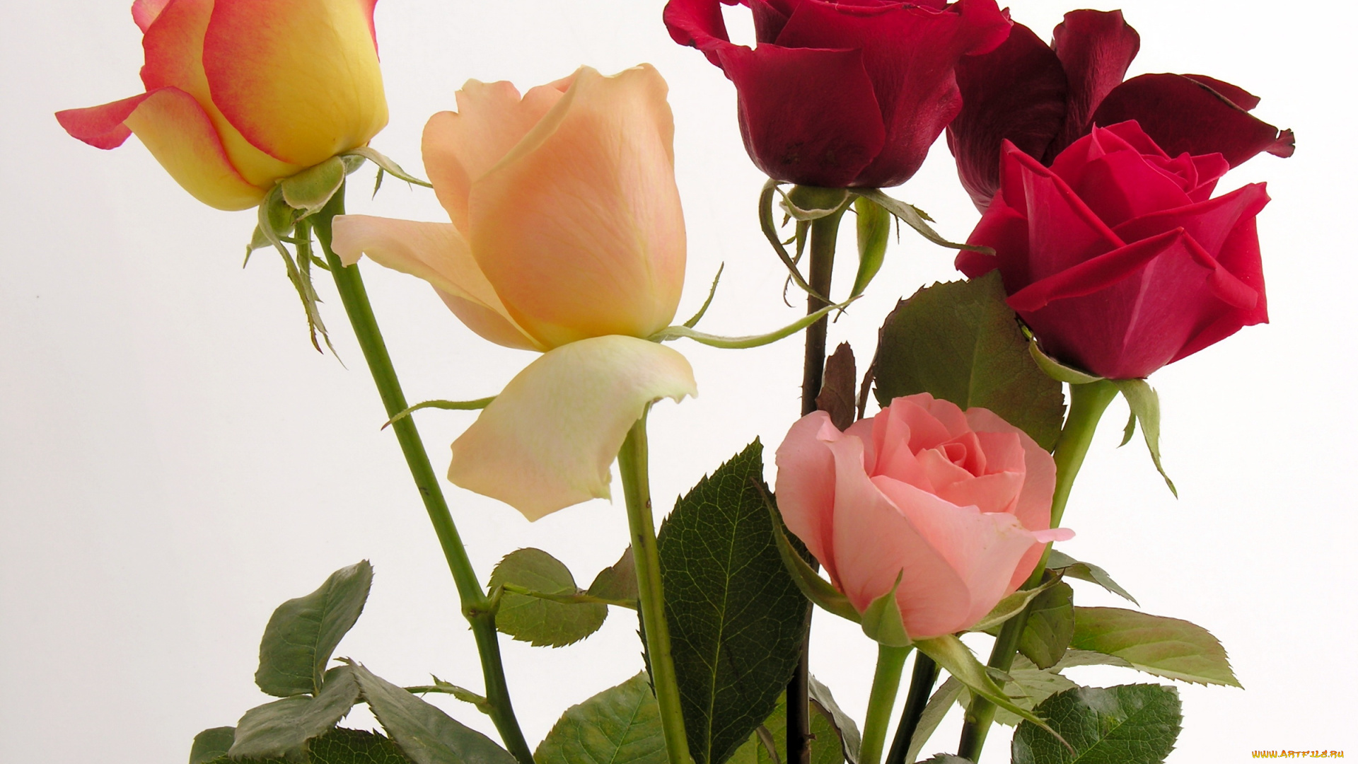 цветы, розы