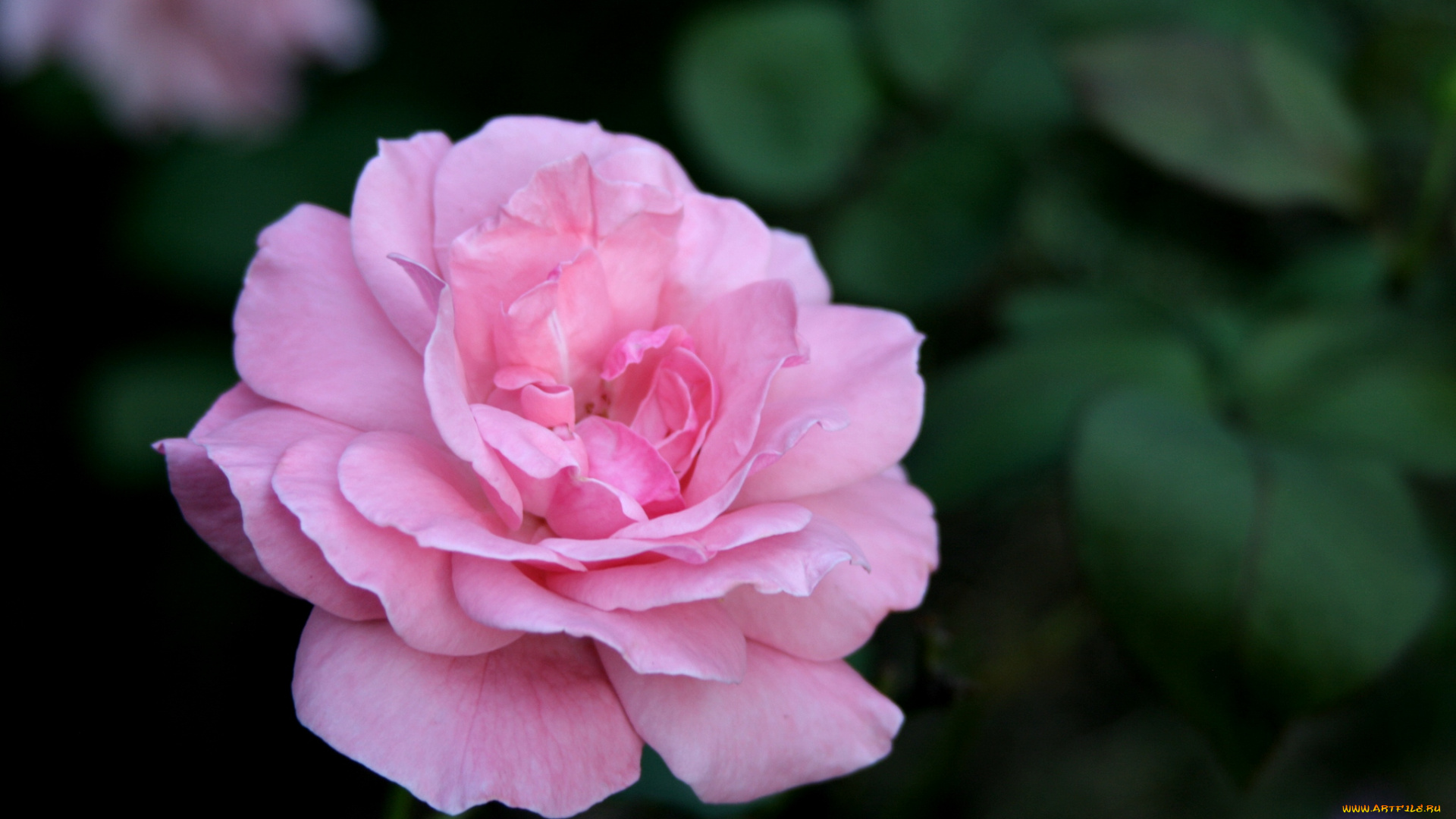 цветы, розы, розовый