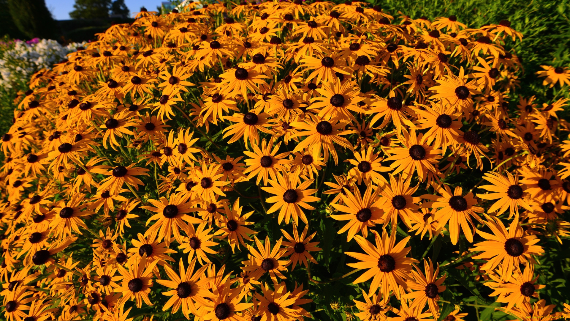 цветы, рудбекия, оранжевый, много