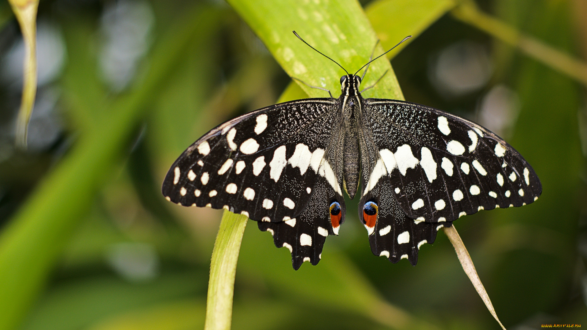 животные, бабочки, крылья, пестрый