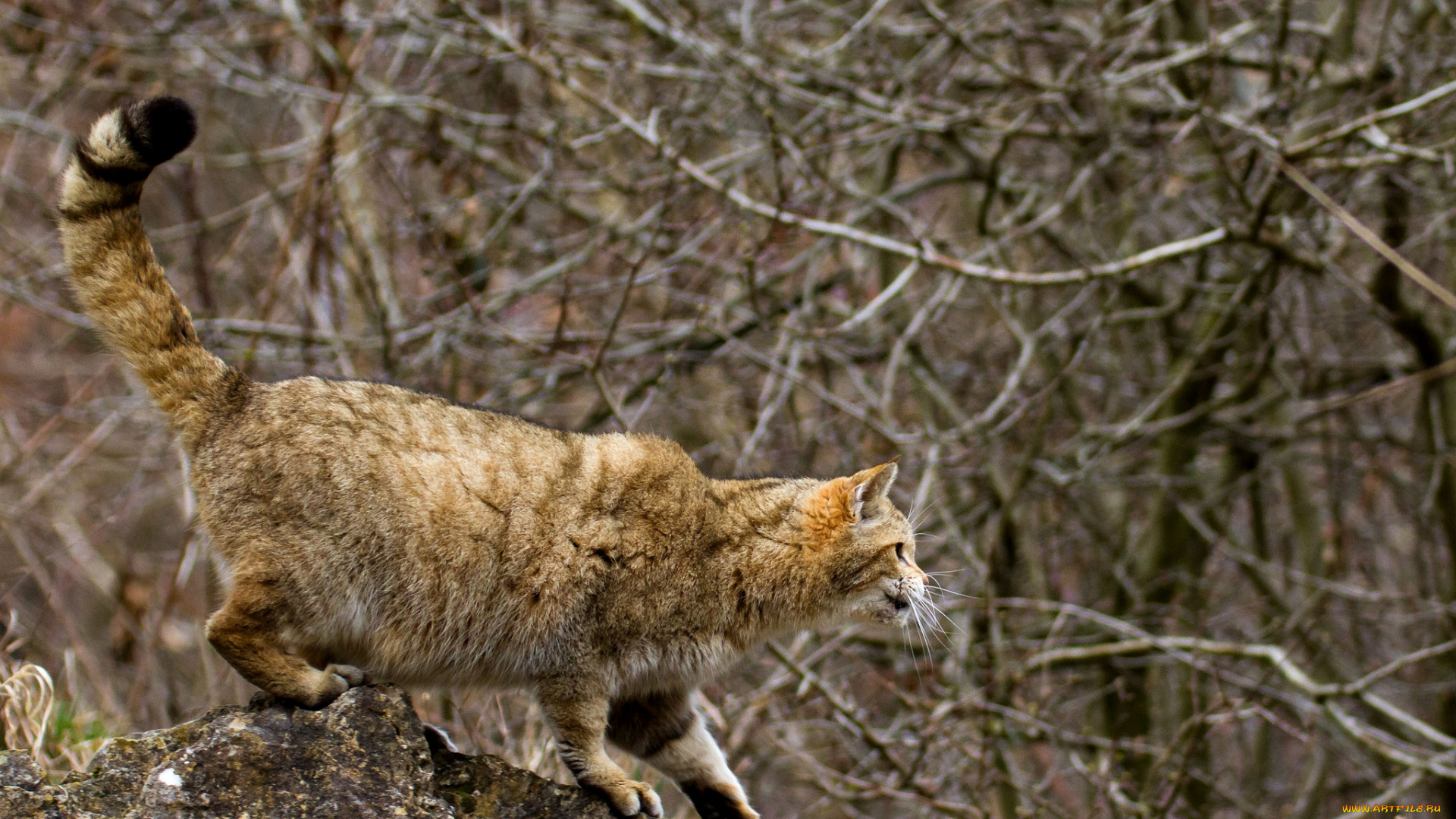 животные, дикие, кошки, готовность, охота, лес