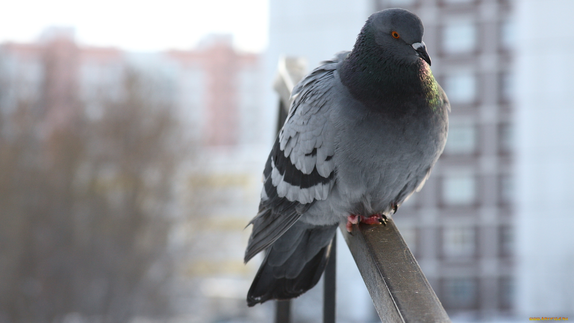 животные, голуби, сидит, зима, голубь