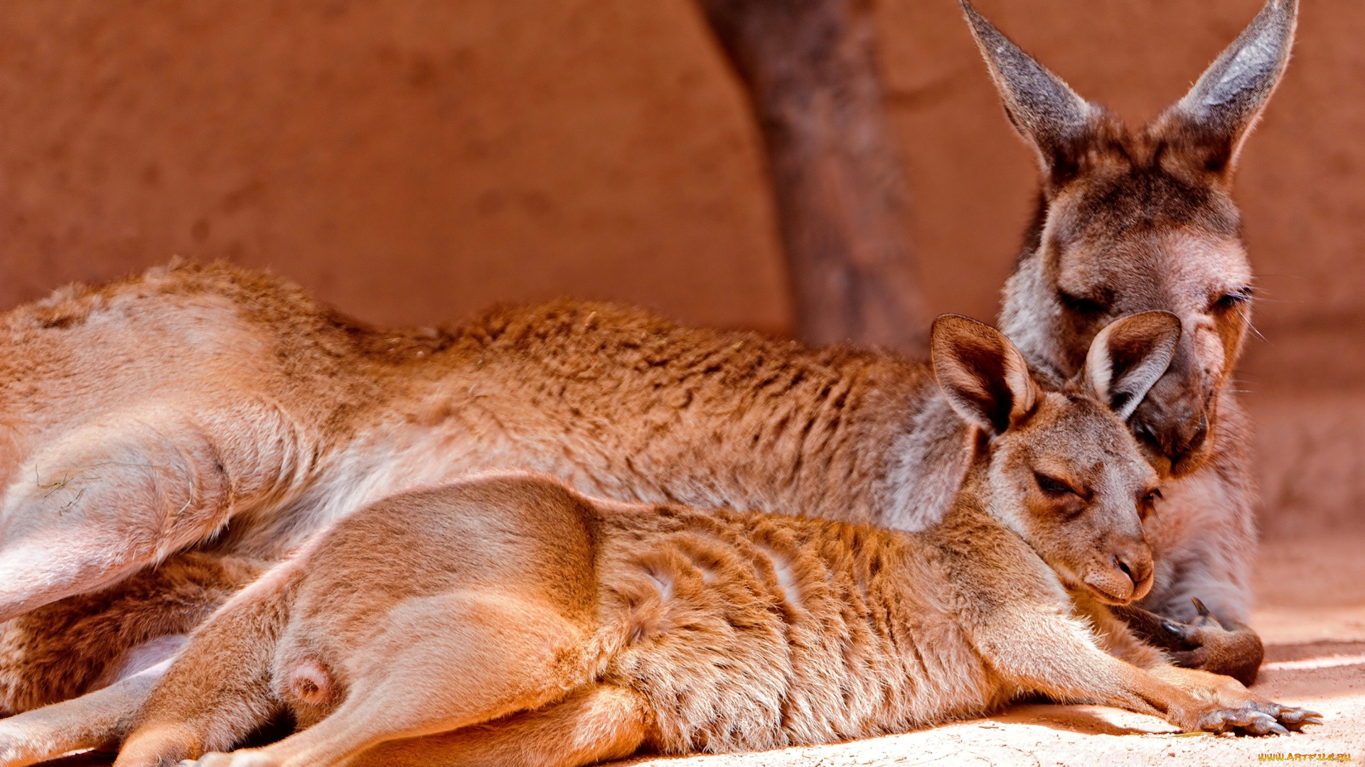 животные, кенгуру, мама, малыш
