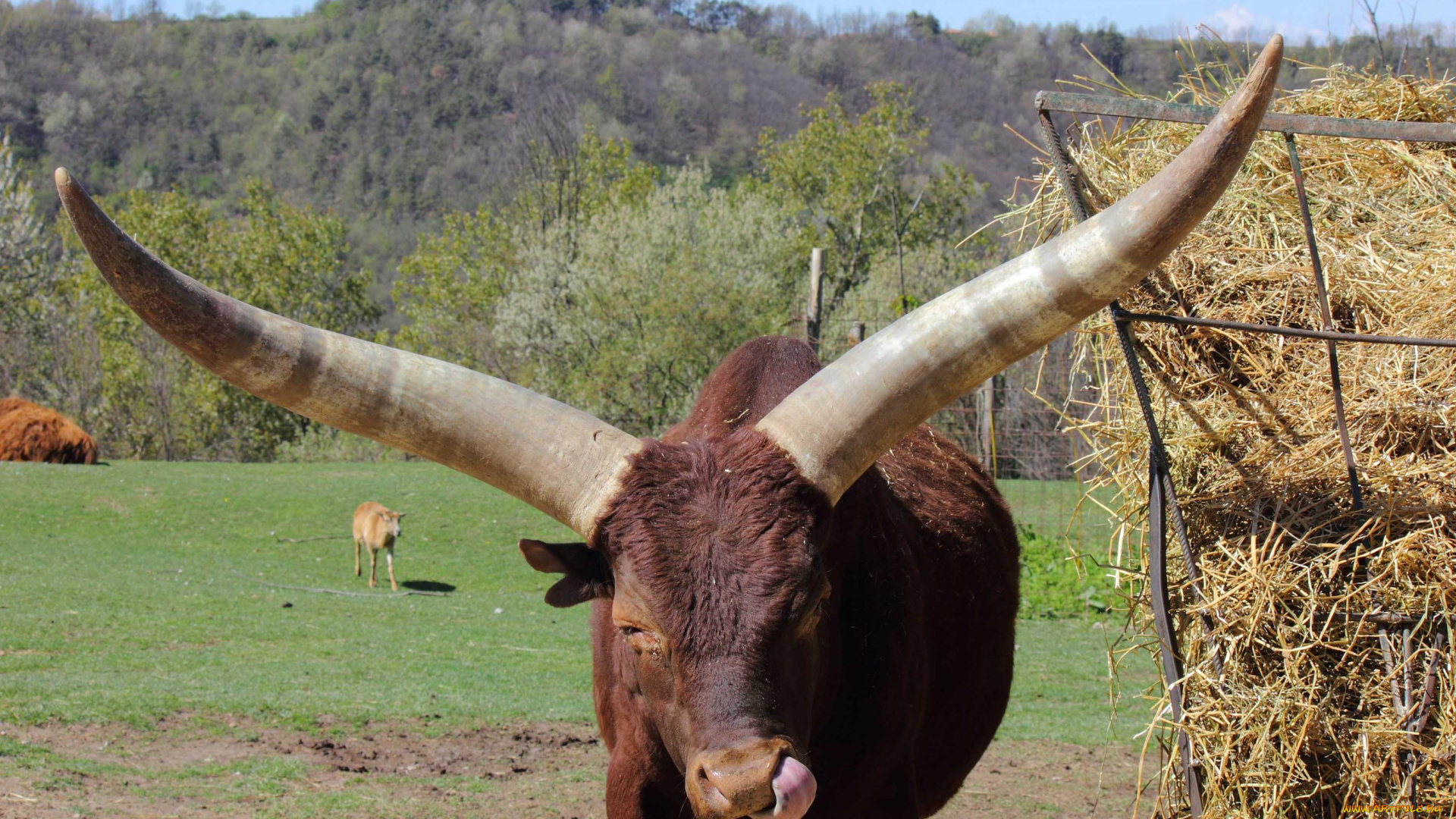 животные, коровы, буйволы, корова