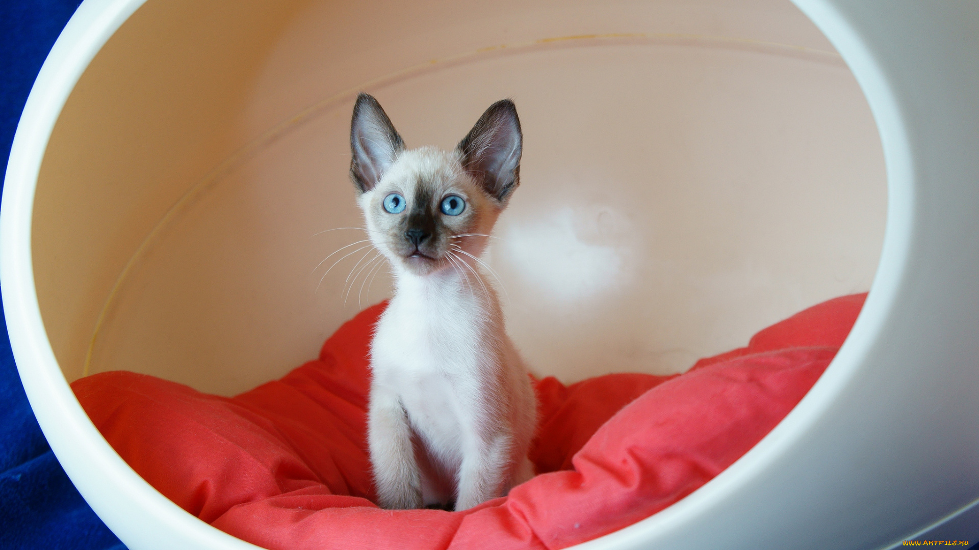 животные, коты, кресло, котенок