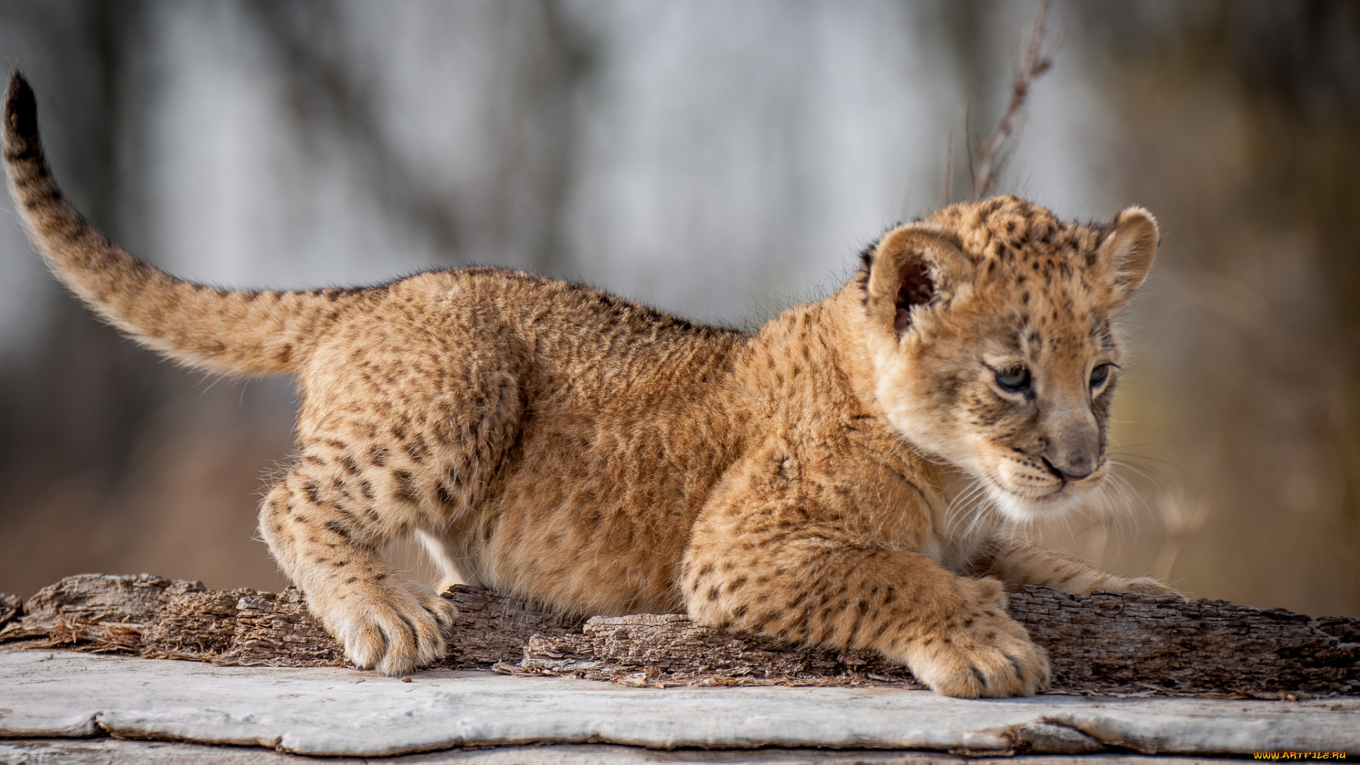 животные, львы, львенок, малыш
