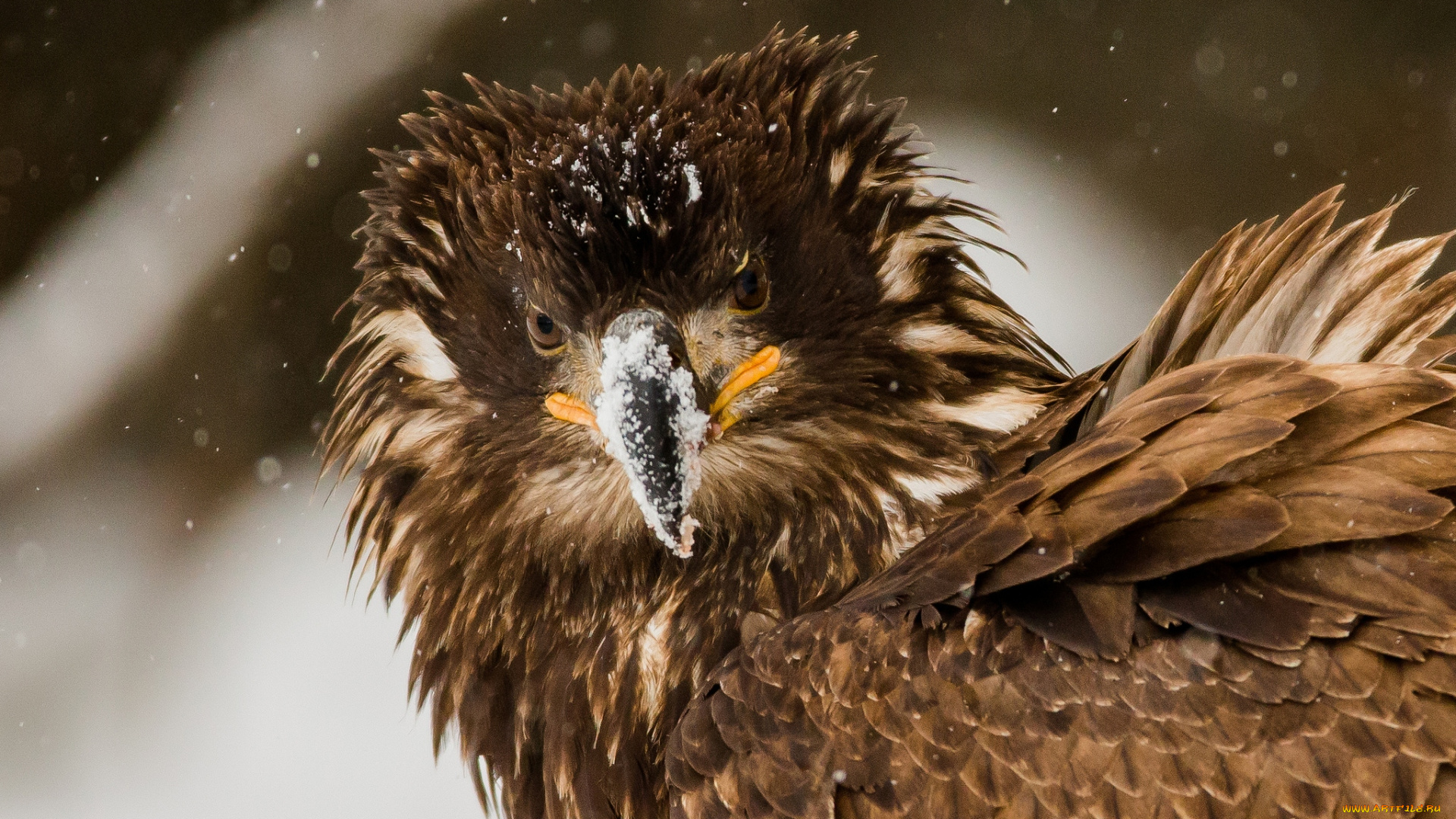 животные, птицы, хищники, орел, портрет