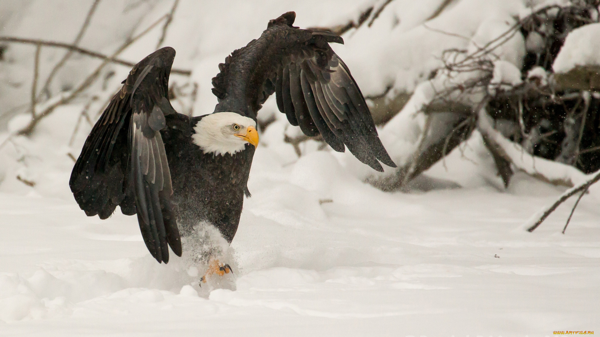 животные, птицы, хищники, превосходство, орлан