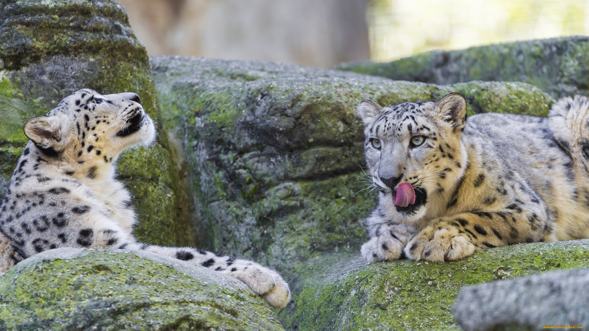 животные, снежный, барс, ирбис, пара