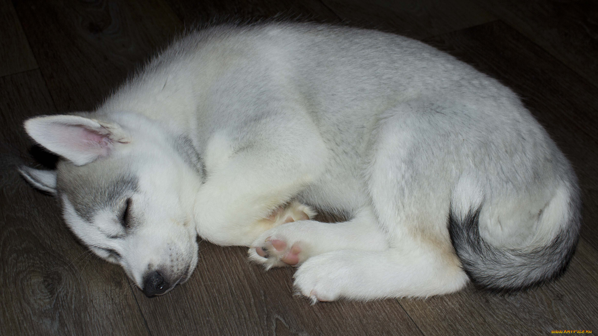 животные, собаки, белая, спит, собака