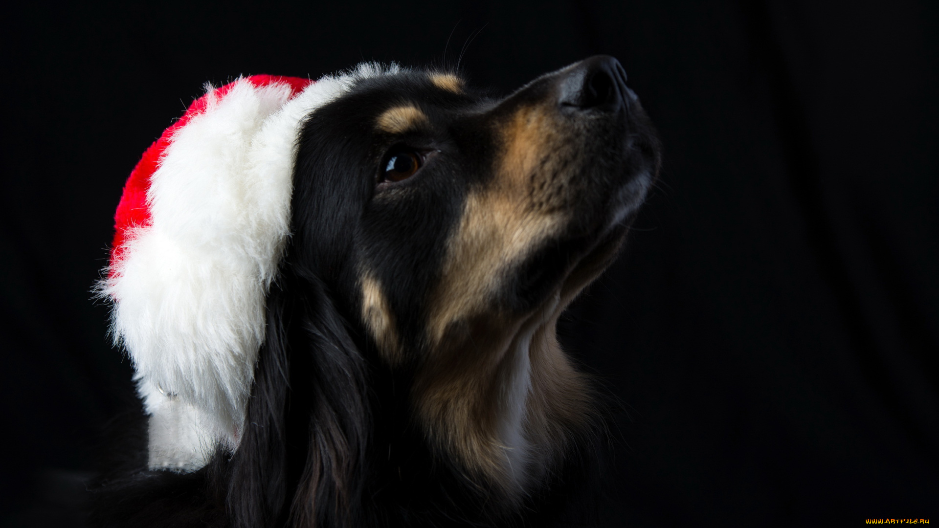 животные, собаки, друг, взгляд, собака