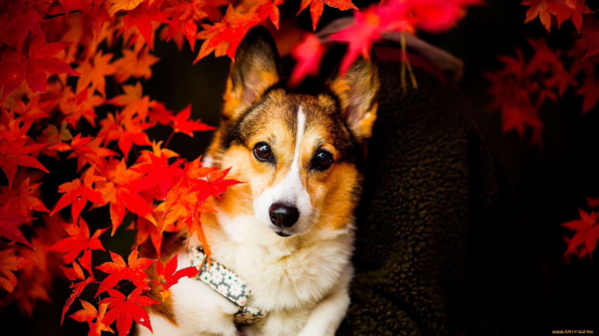 животные, собаки, взгляд, собака, листья