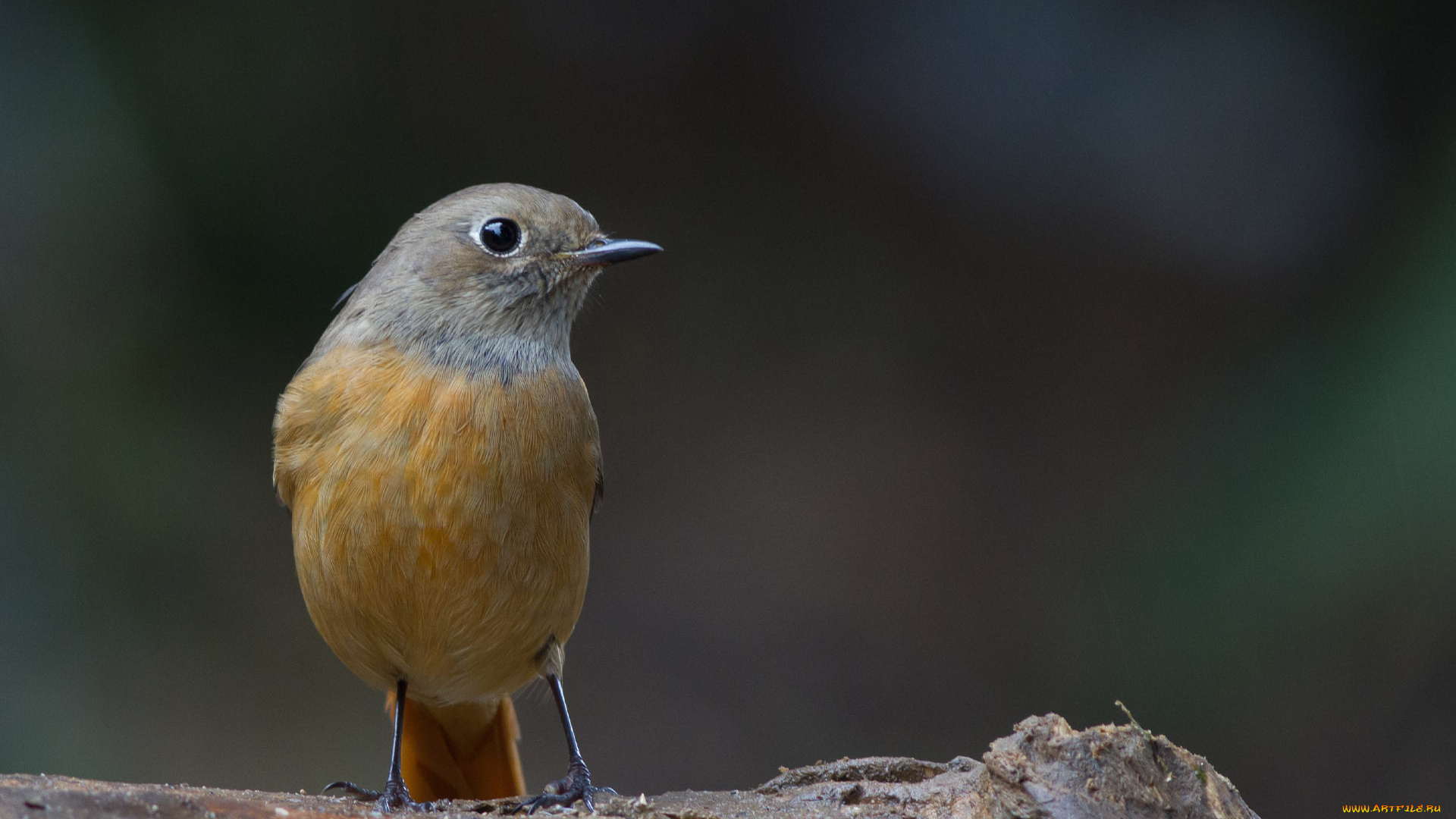 животные, зарянки, малиновки, кора